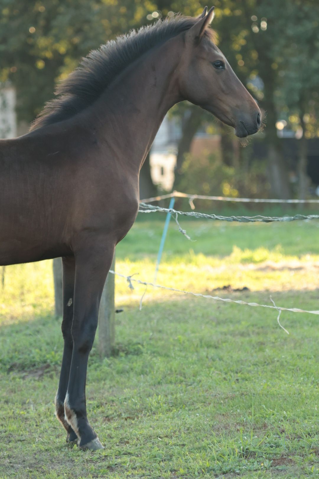 kwpn springpaard hengst 0 years old donkerbruin for sale - Photo 6