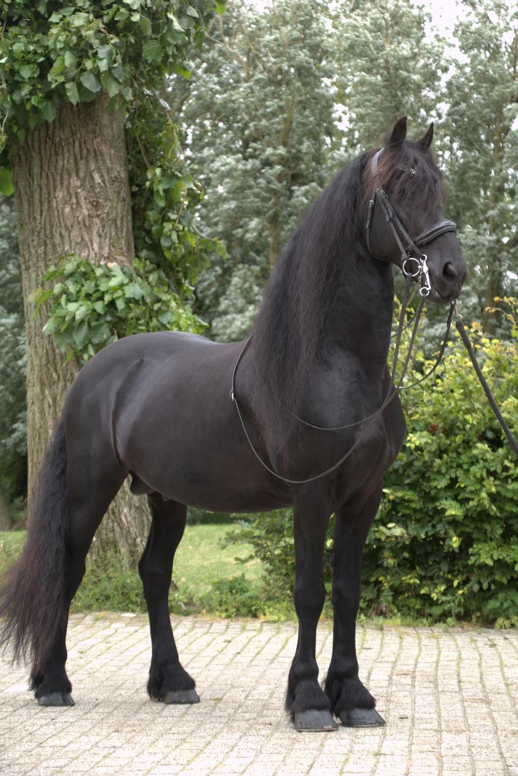 10-årig frisisk hingst ZZL