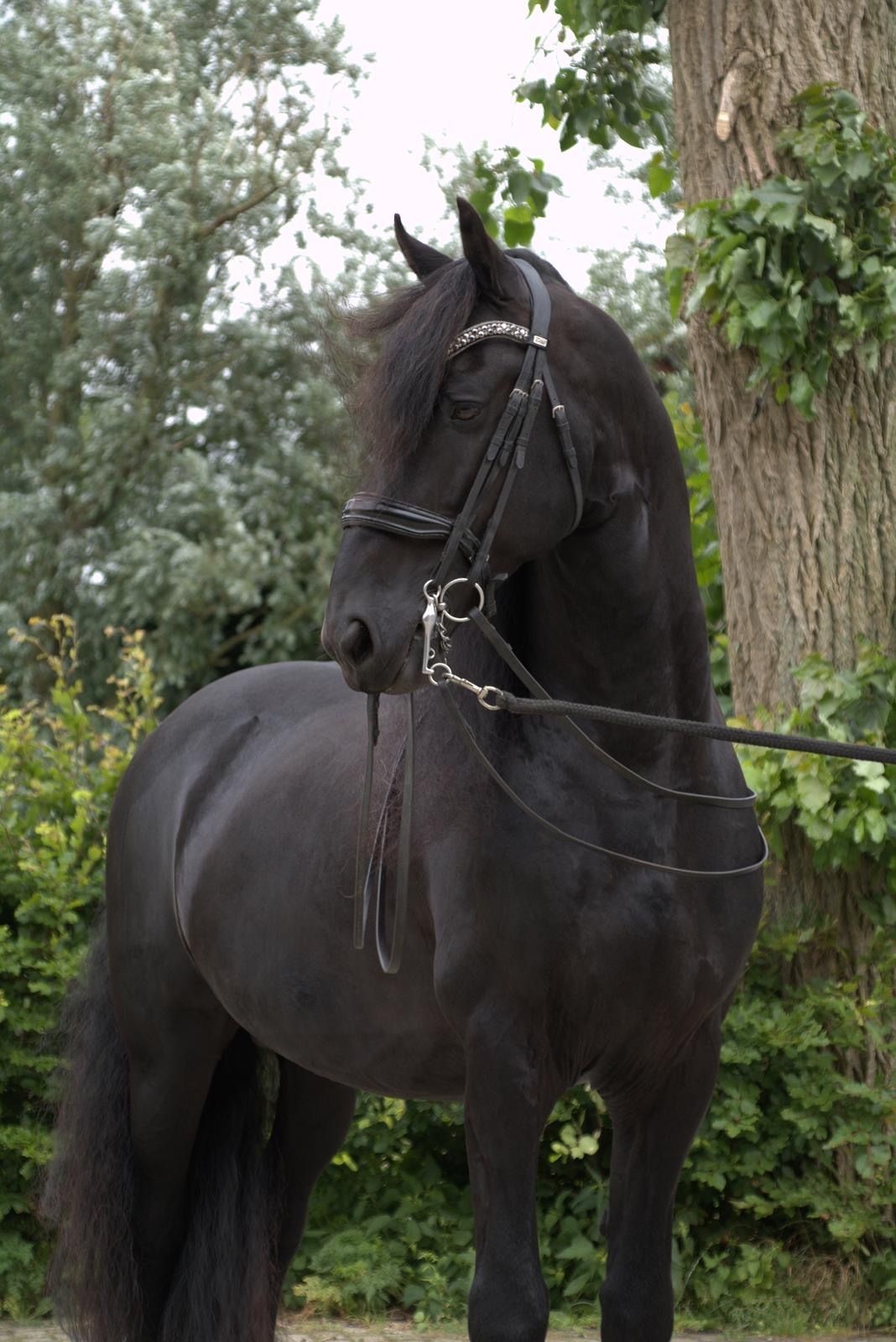 dressuurpaard hengst 10 år zwart till salu - Foto 3