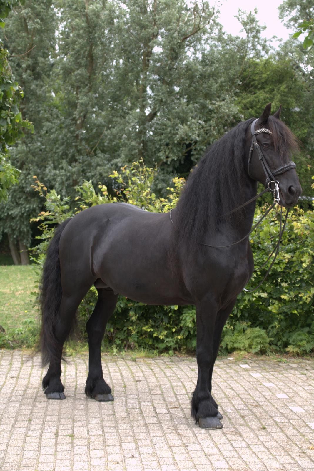 dressuurpaard hengst 10 år zwart till salu - Foto 4