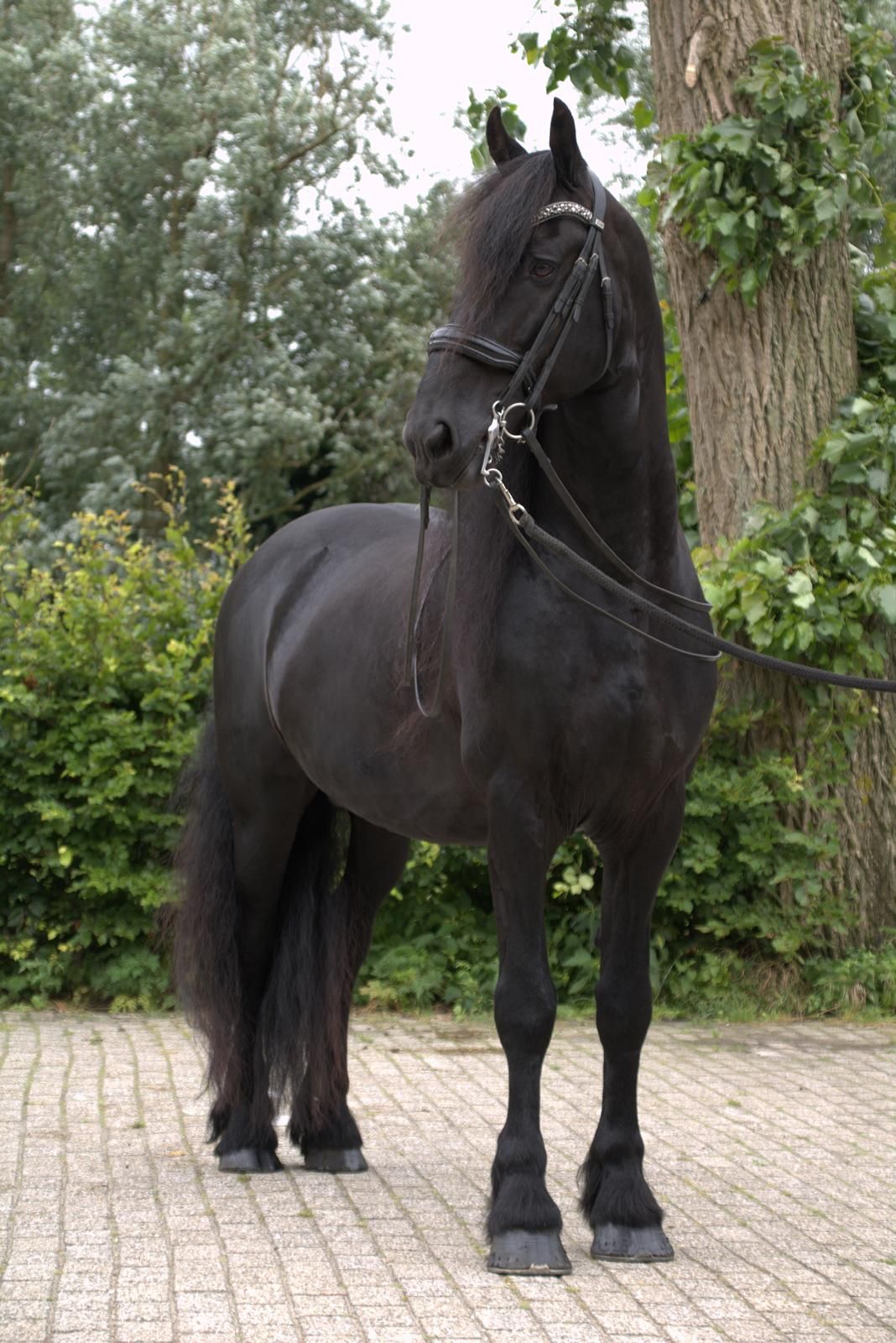 dressuurpaard hengst 10 år zwart till salu - Foto 2