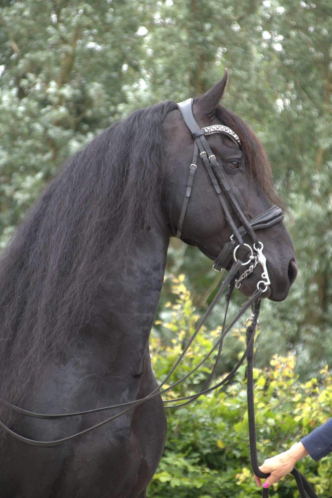 dressuurpaard hengst 10 år zwart till salu - Foto 5