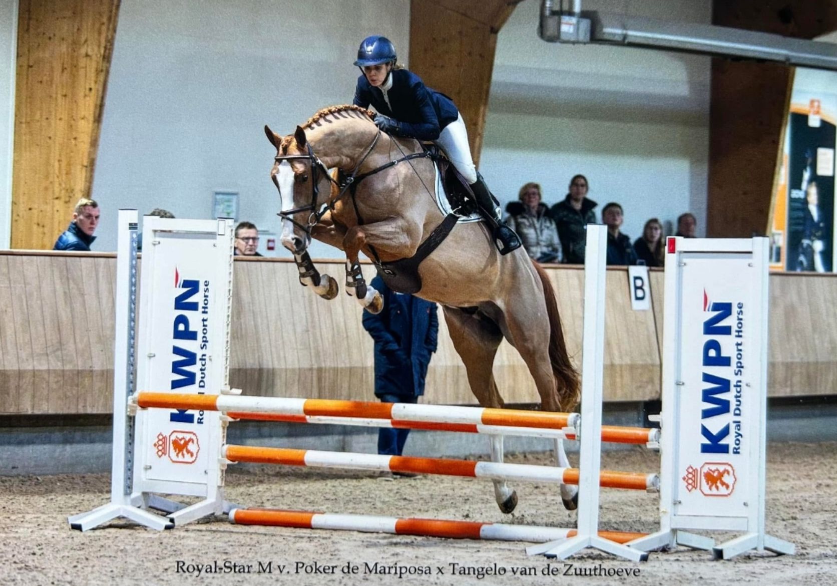 kwpn springpaard ruin 5 år vos till salu - Foto 3