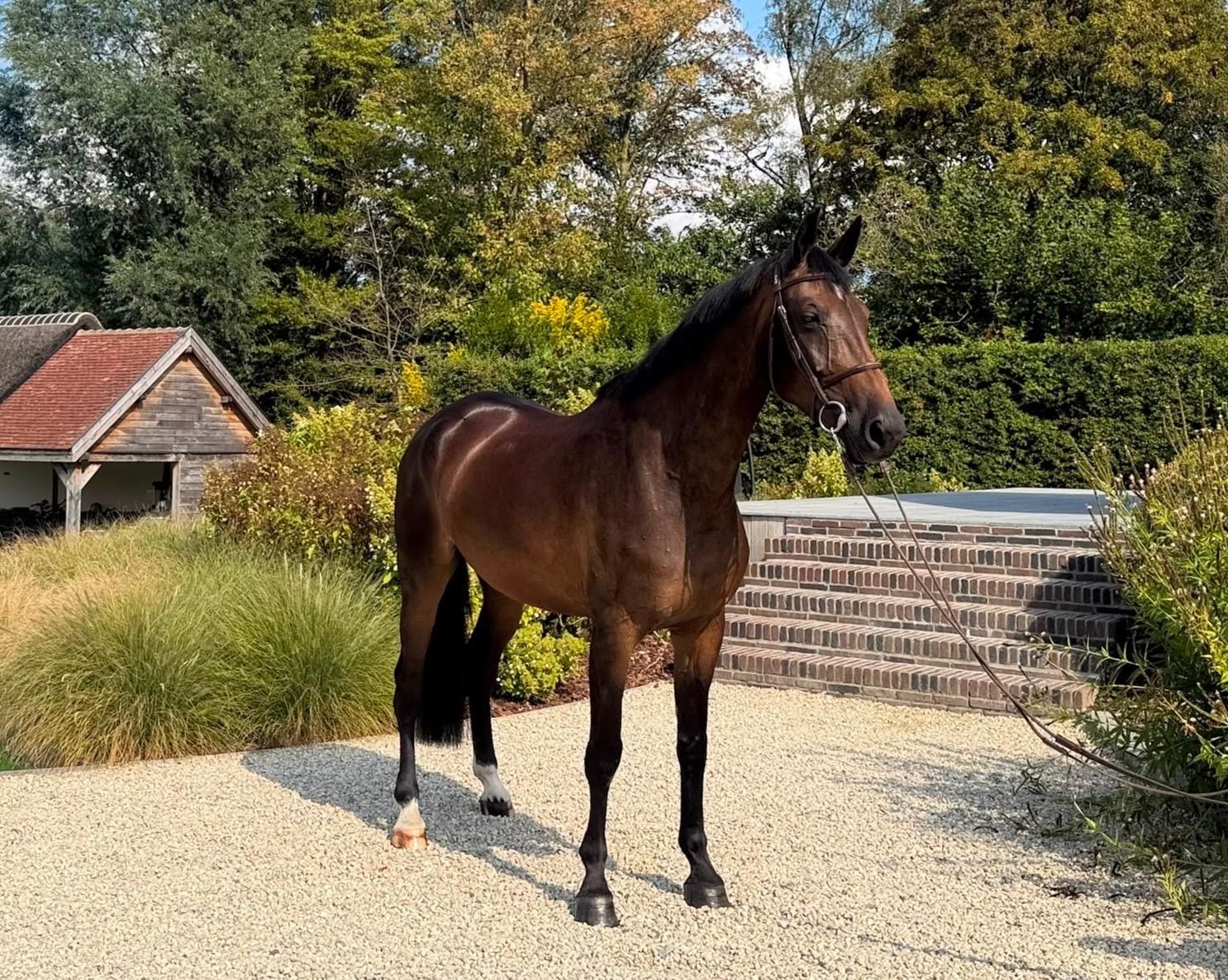 Gino H x Echo VH Neerenbosch x Darco