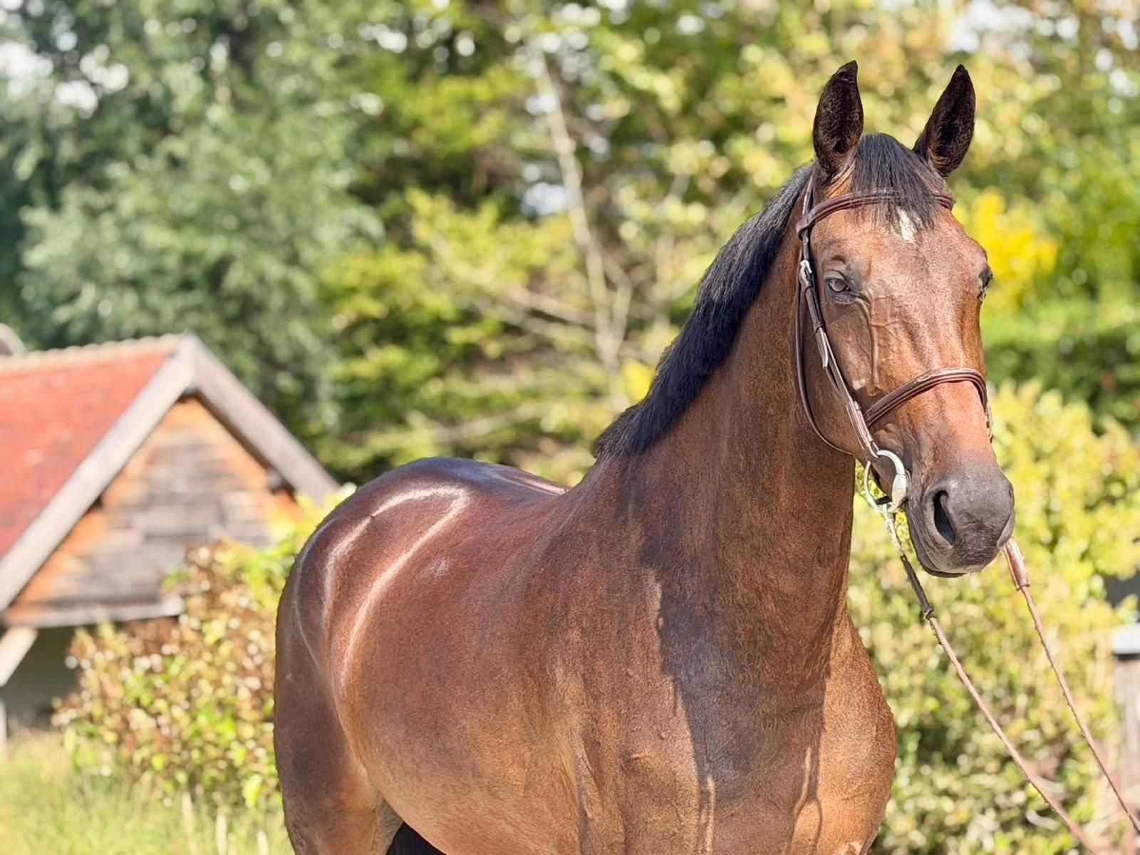bwp springpaard merrie 4 سنوات donkerbruin للبيع - صورة 2
