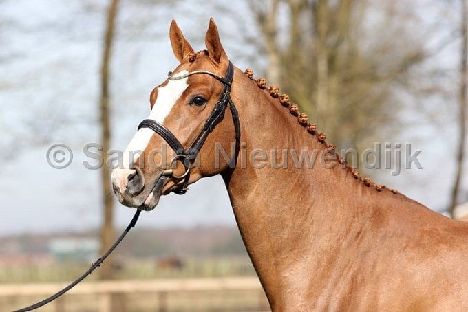 kwpn springpaard ruin 5 år vos till salu - Foto 2