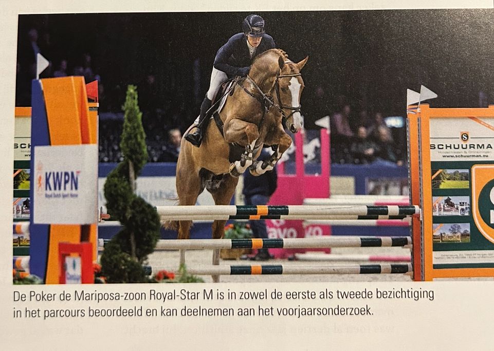 kwpn springpaard ruin 5 år vos till salu - Foto 5