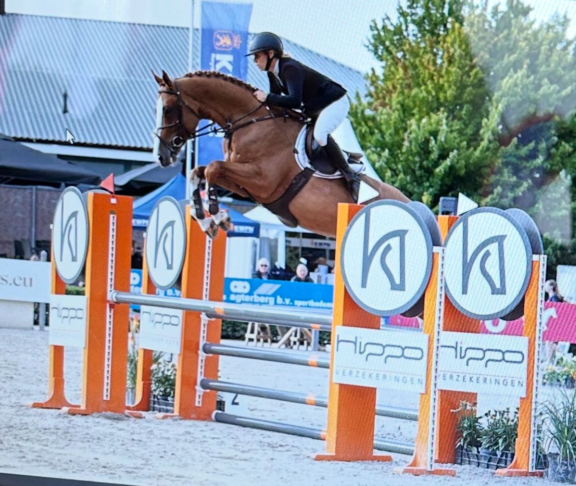 kwpn springpaard ruin 5 år vos till salu - Foto 4