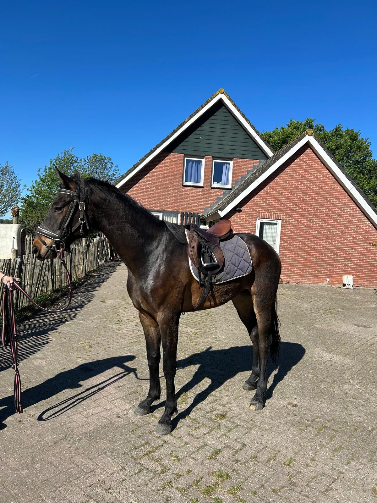 BEAUTIFUL 3-YEAR-OLD GELDING   THIS IS NAQWEEN X EBONY