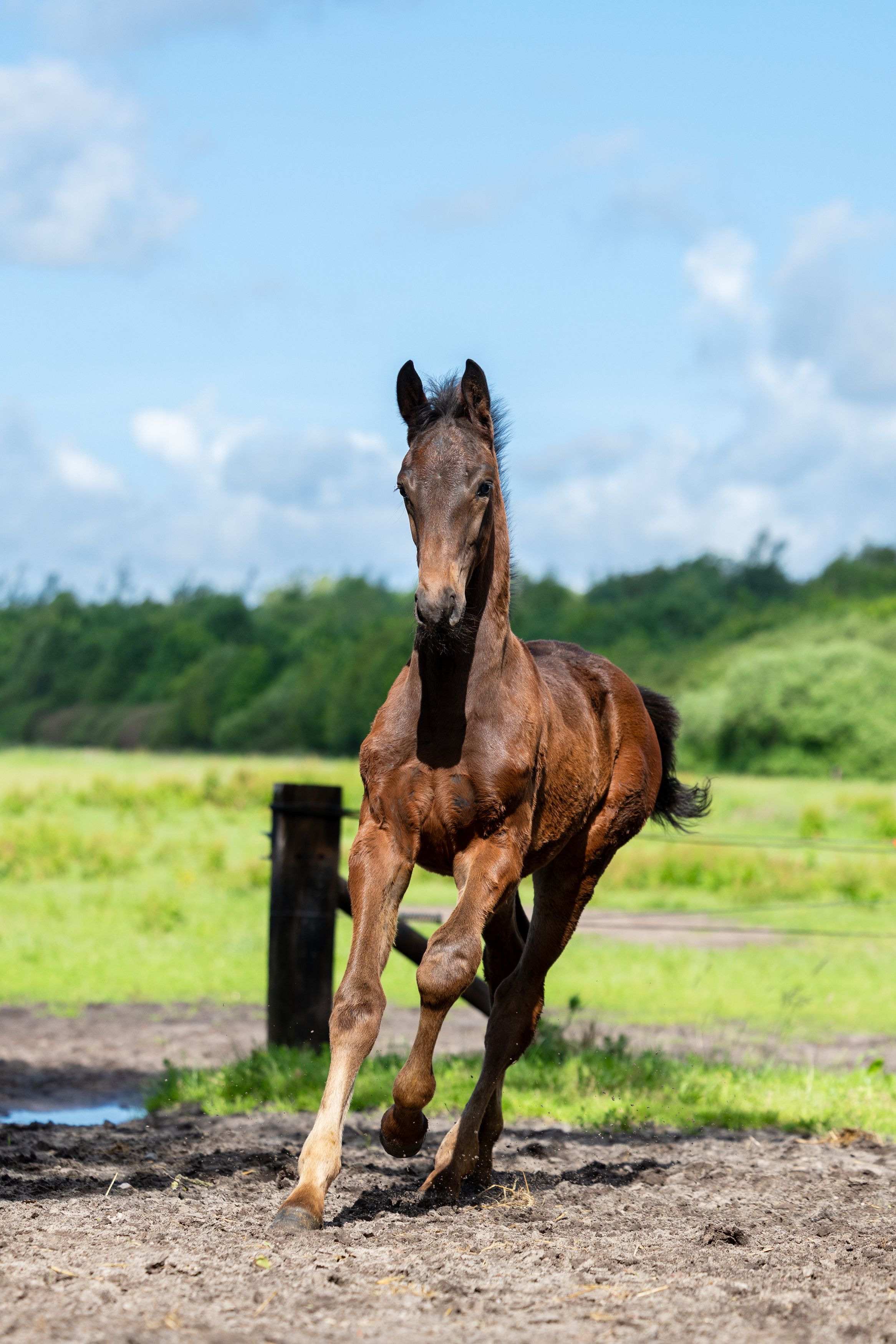 kwpn dressuurpaard hengst 0 years old bruin for sale - Photo 2