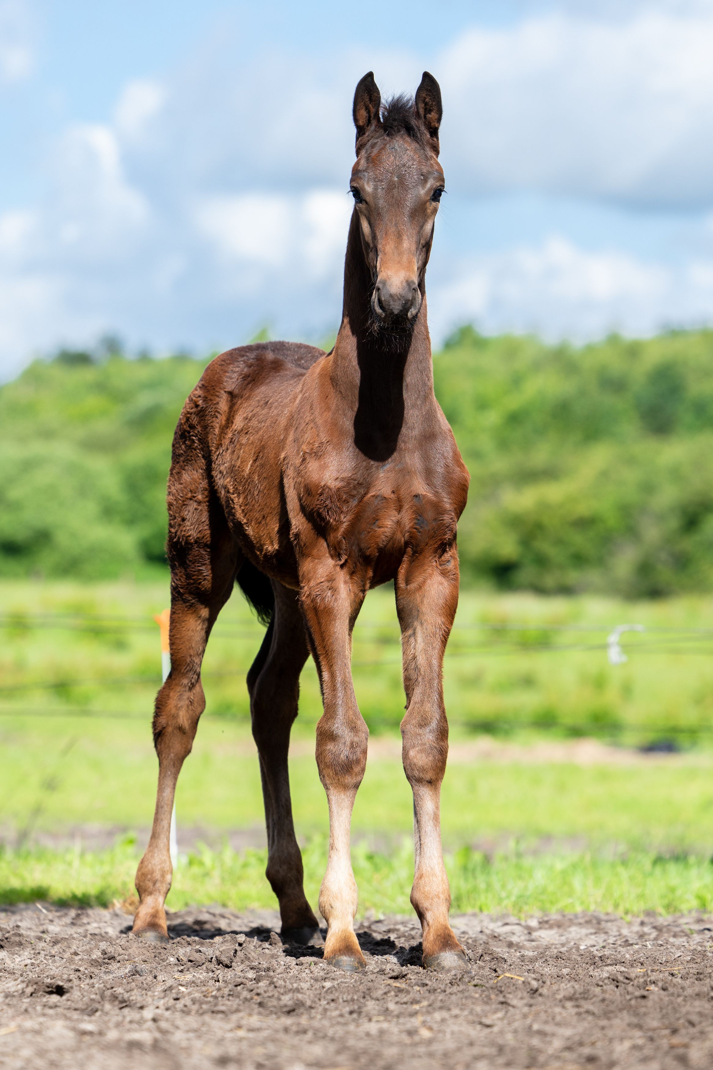 kwpn dressuurpaard hengst 0 years old bruin for sale - Photo 3