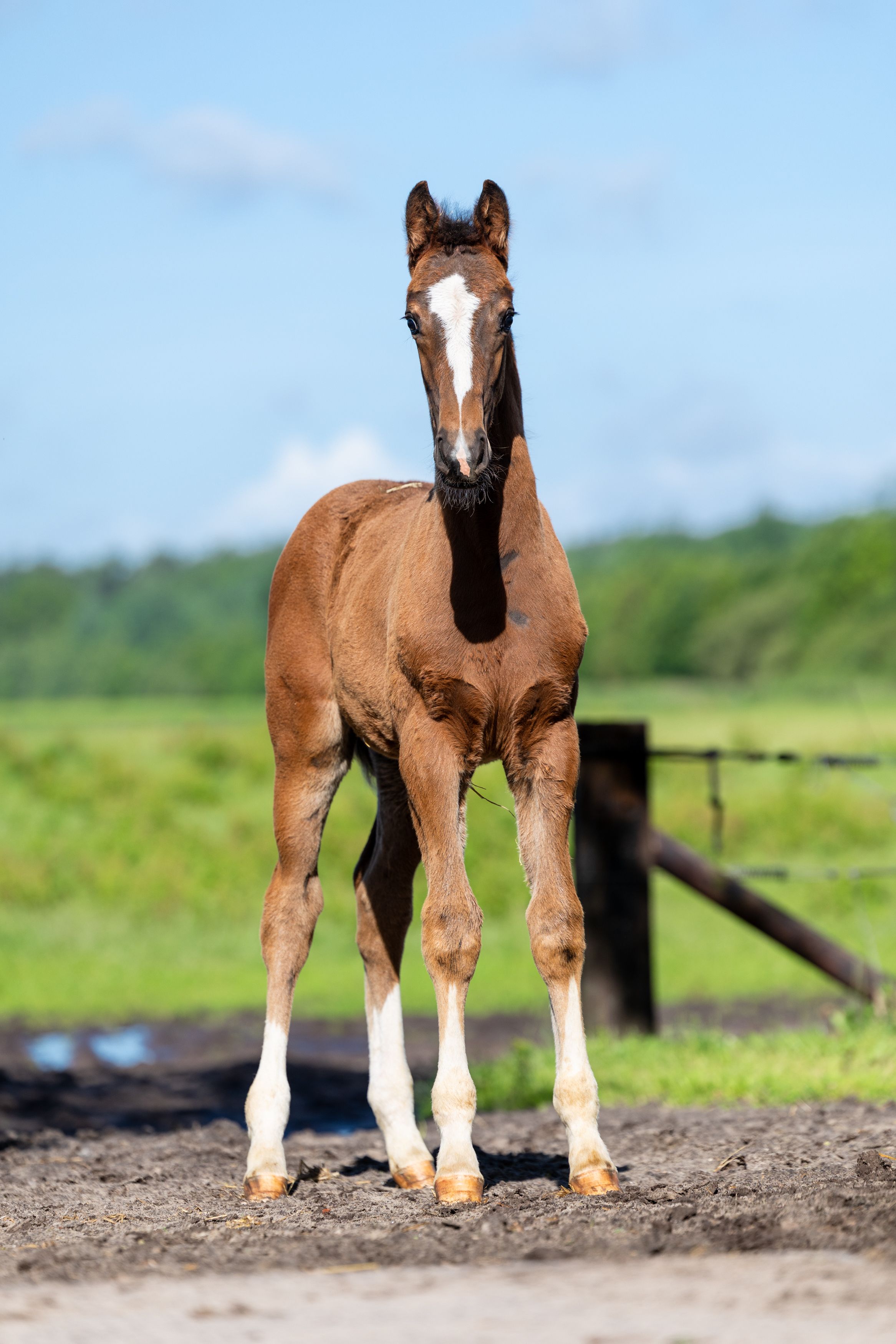 Striking colt Willox DW by Escaneno out of the famous Daula family