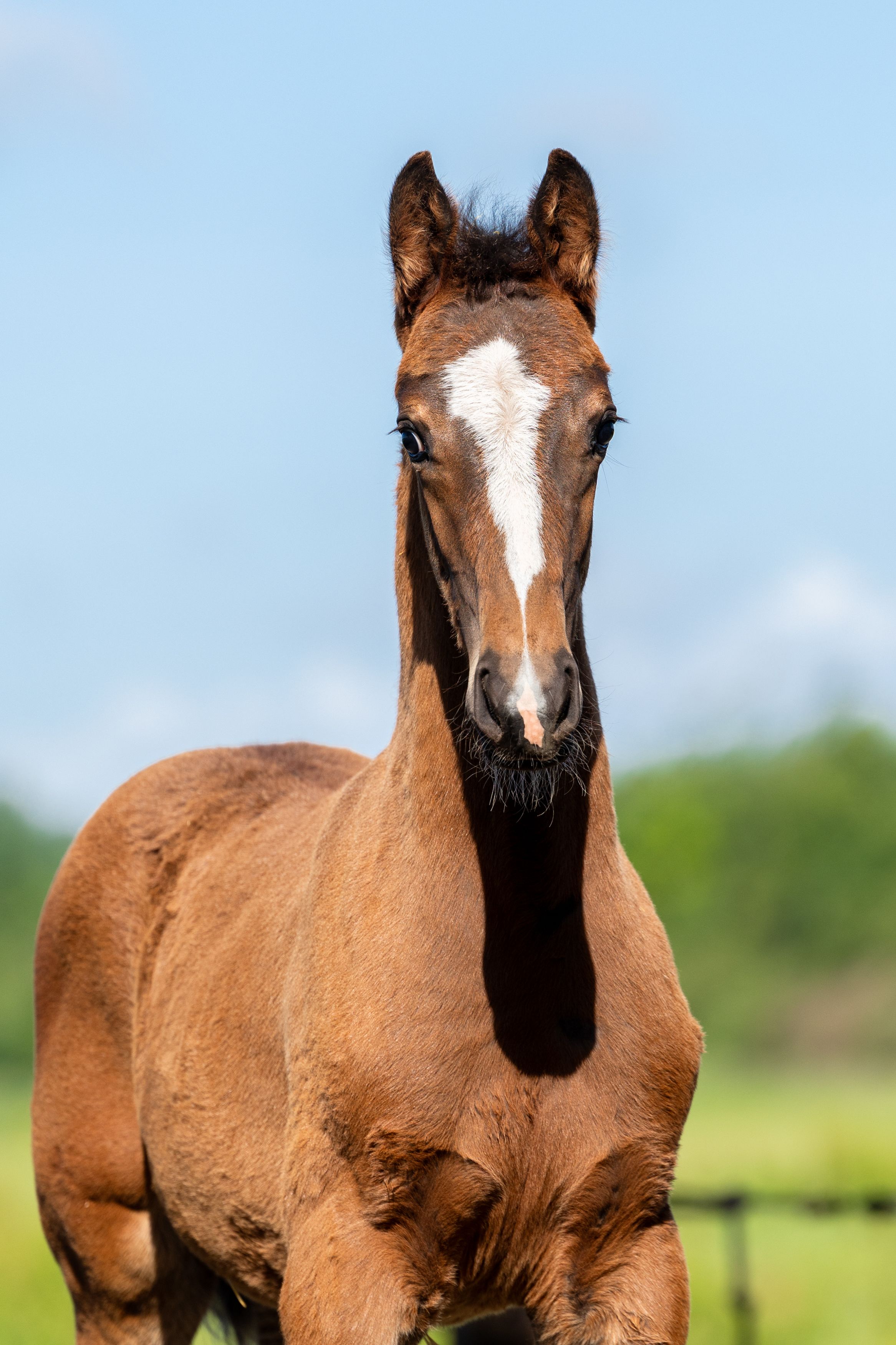 kwpn dressuurpaard hengst 0 years old bruin for sale - Photo 3
