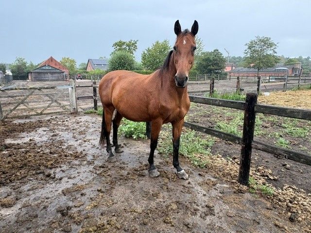 fokmerrie merrie 18 jaar te koop - Foto 2