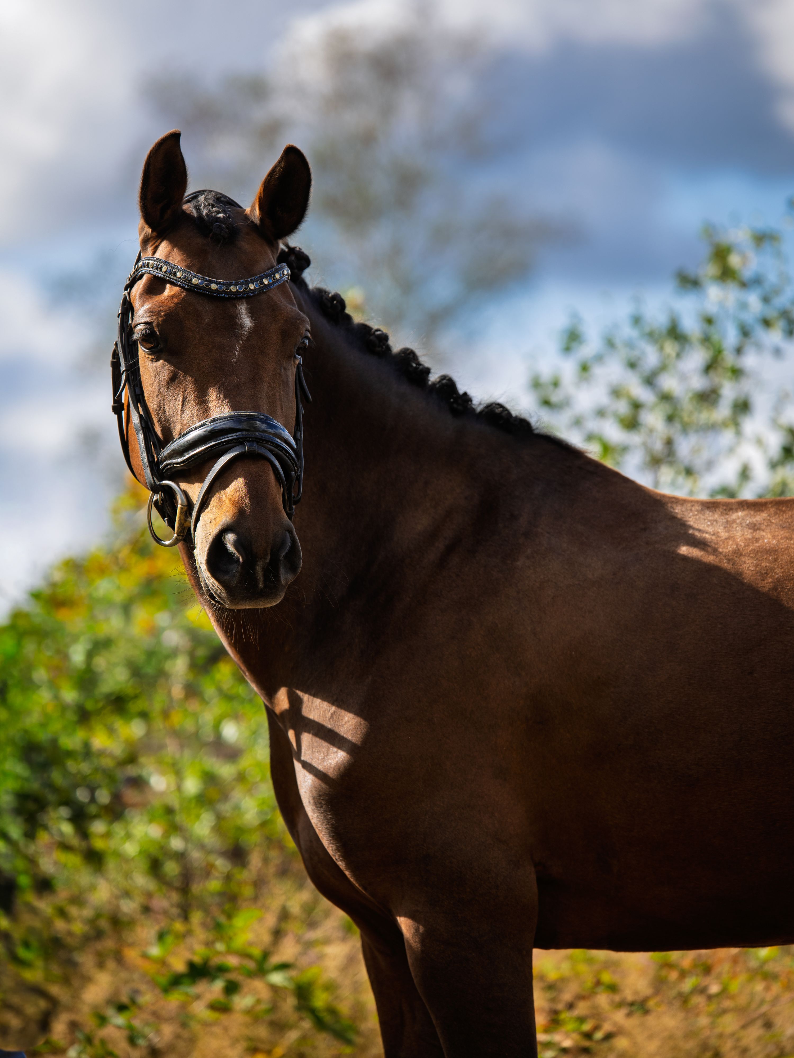 new-forest dressuurpony merrie 6 anos bruin à venda - Foto 3