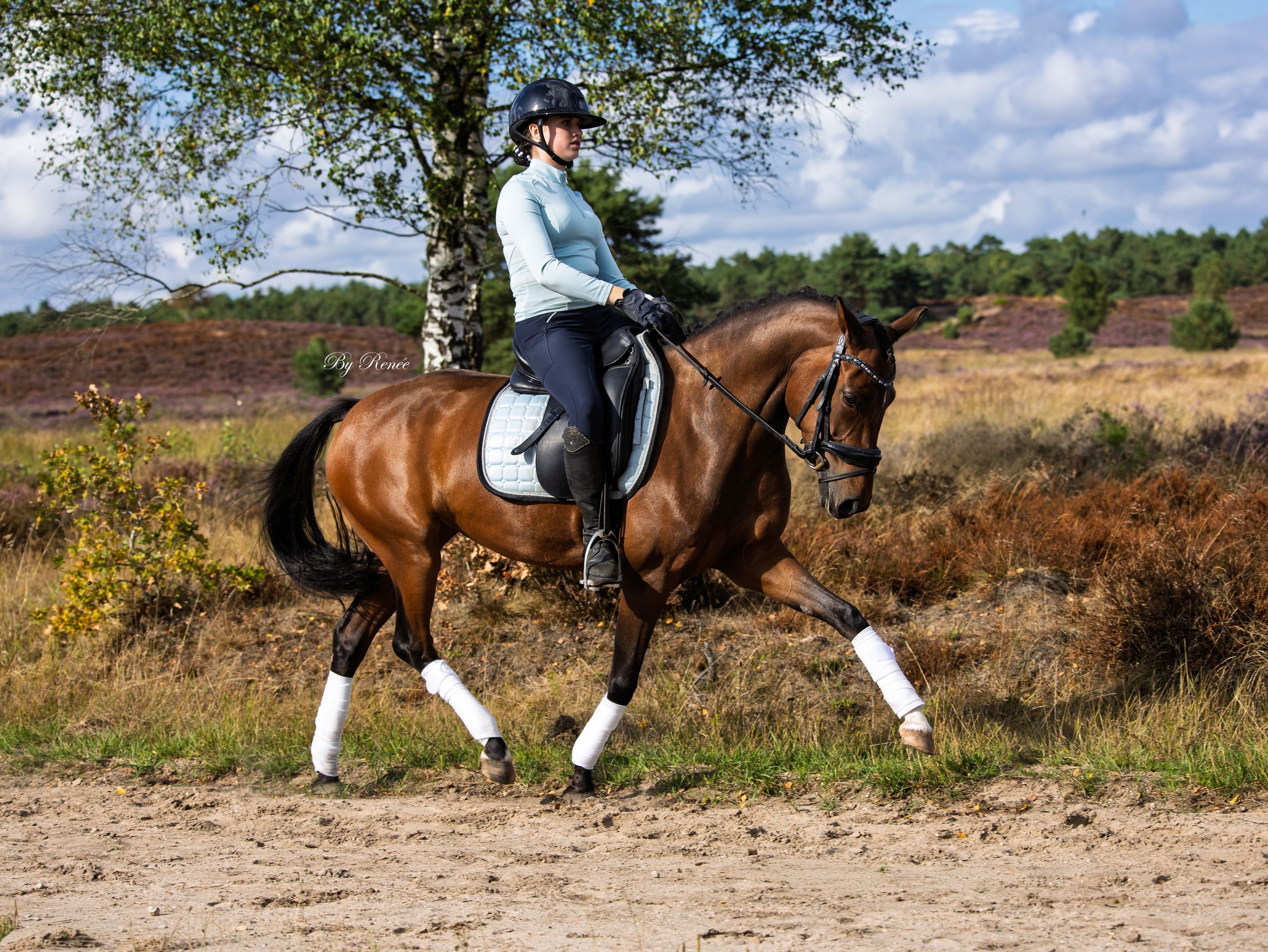 new-forest dressuurpony merrie 6 anos bruin à venda - Foto 2
