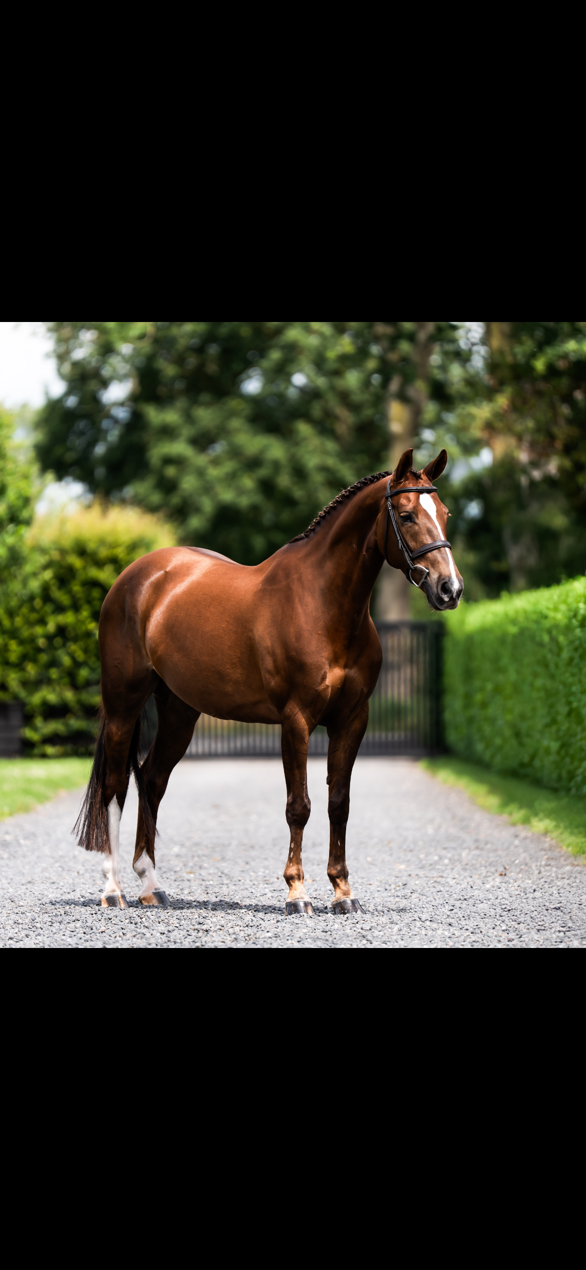 anglo-europees allround-pony merrie 8 jaar vos te koop - Foto 2
