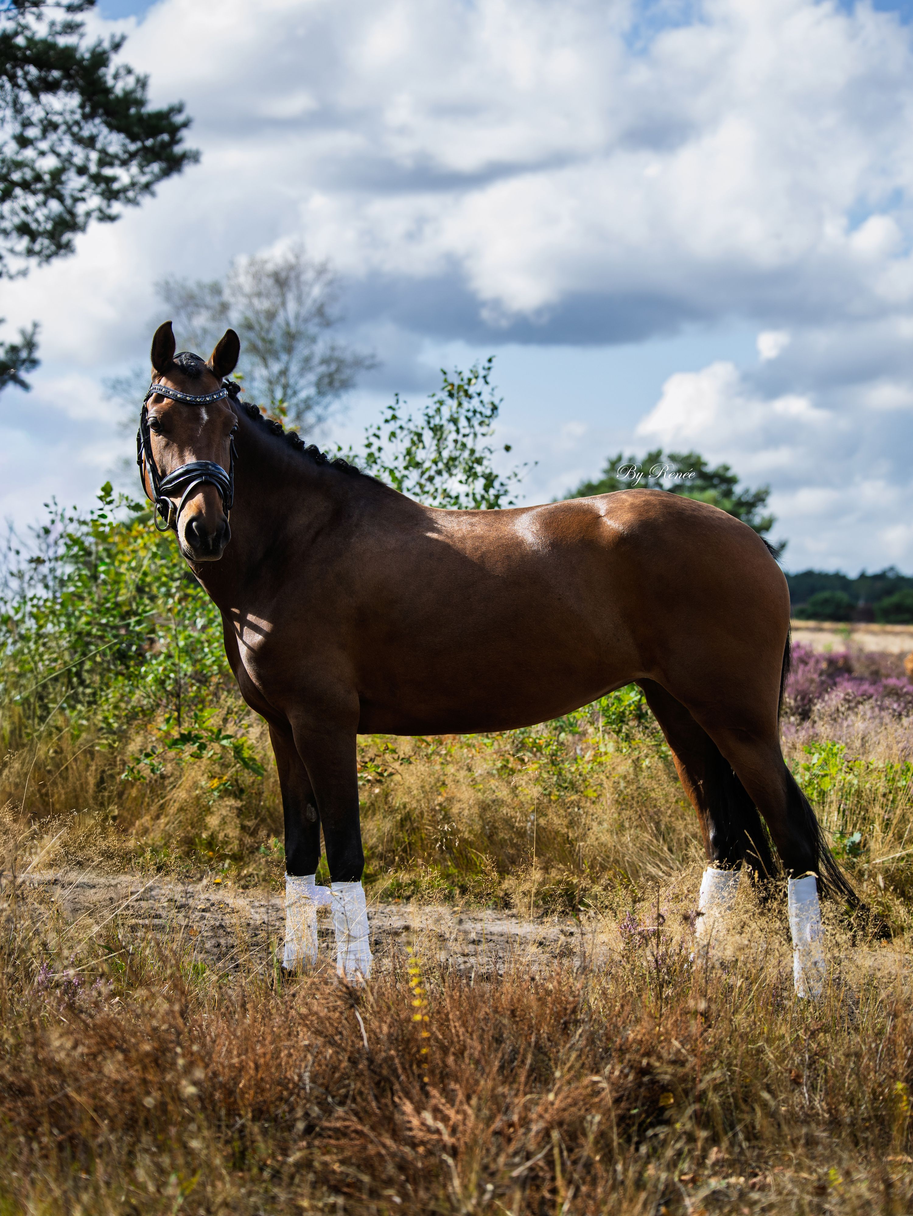 new-forest dressuurpony merrie 6 anos bruin à venda - Foto 5