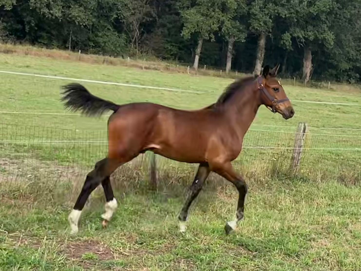 Poulain de saut chic par CHACCO DDH x Le KANNAN x CONCORDE