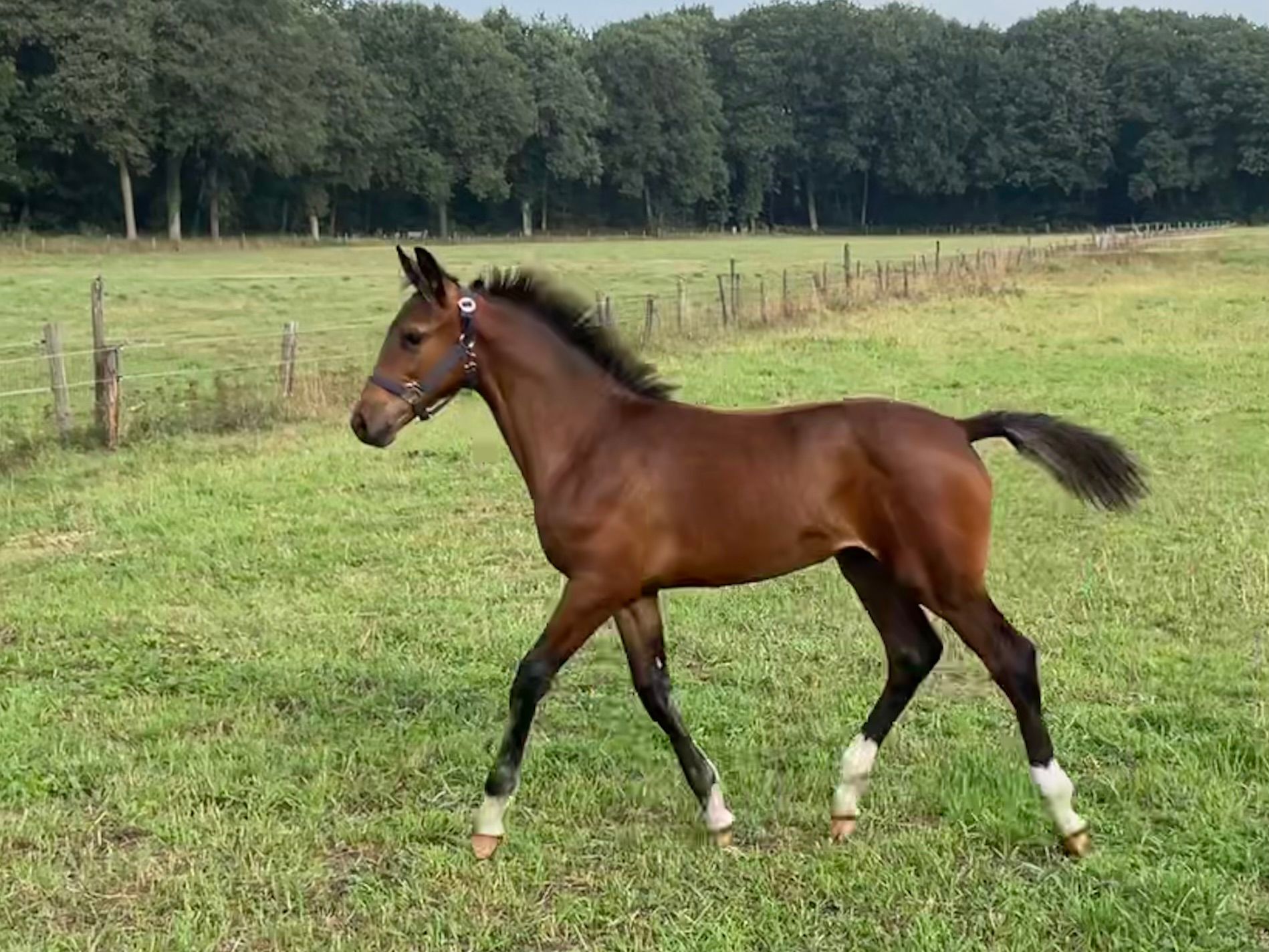 kwpn springpaard hengst 0 ans donkerbruin à vendre - Photo 2