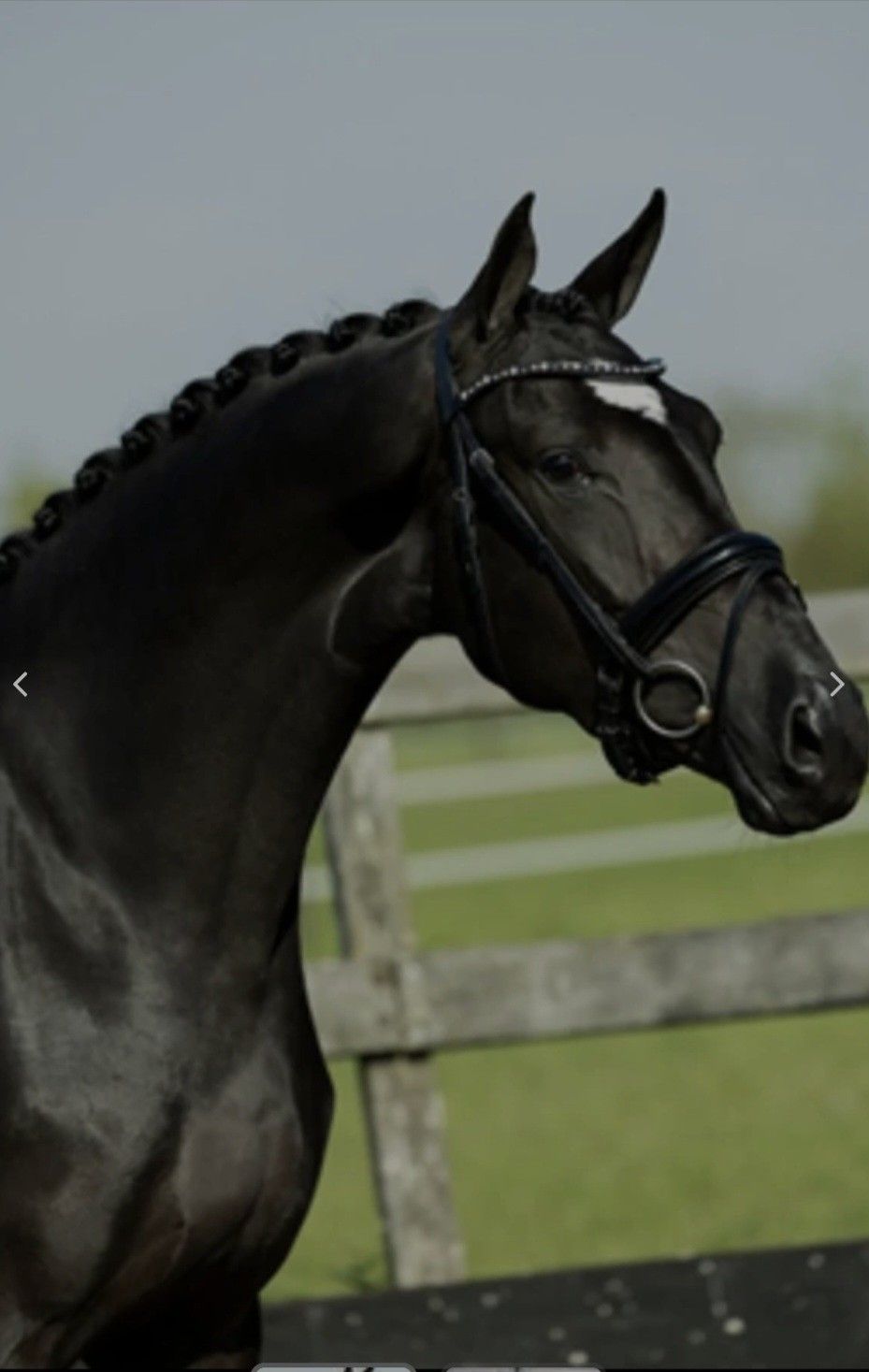 Chic 5-year-old black KWPN dressage mare