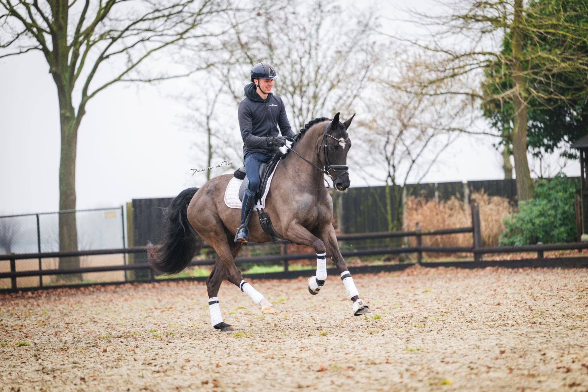 kwpn dressuurpaard merrie 5 years old zwart for sale - Photo 2