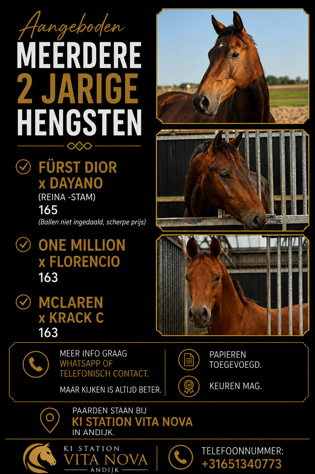 Several gorgeous 2-year-old KWPN stallions