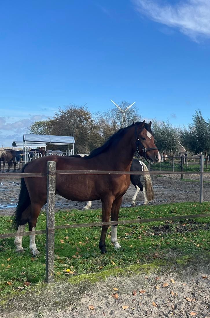 D-Pony Equicenter power boy