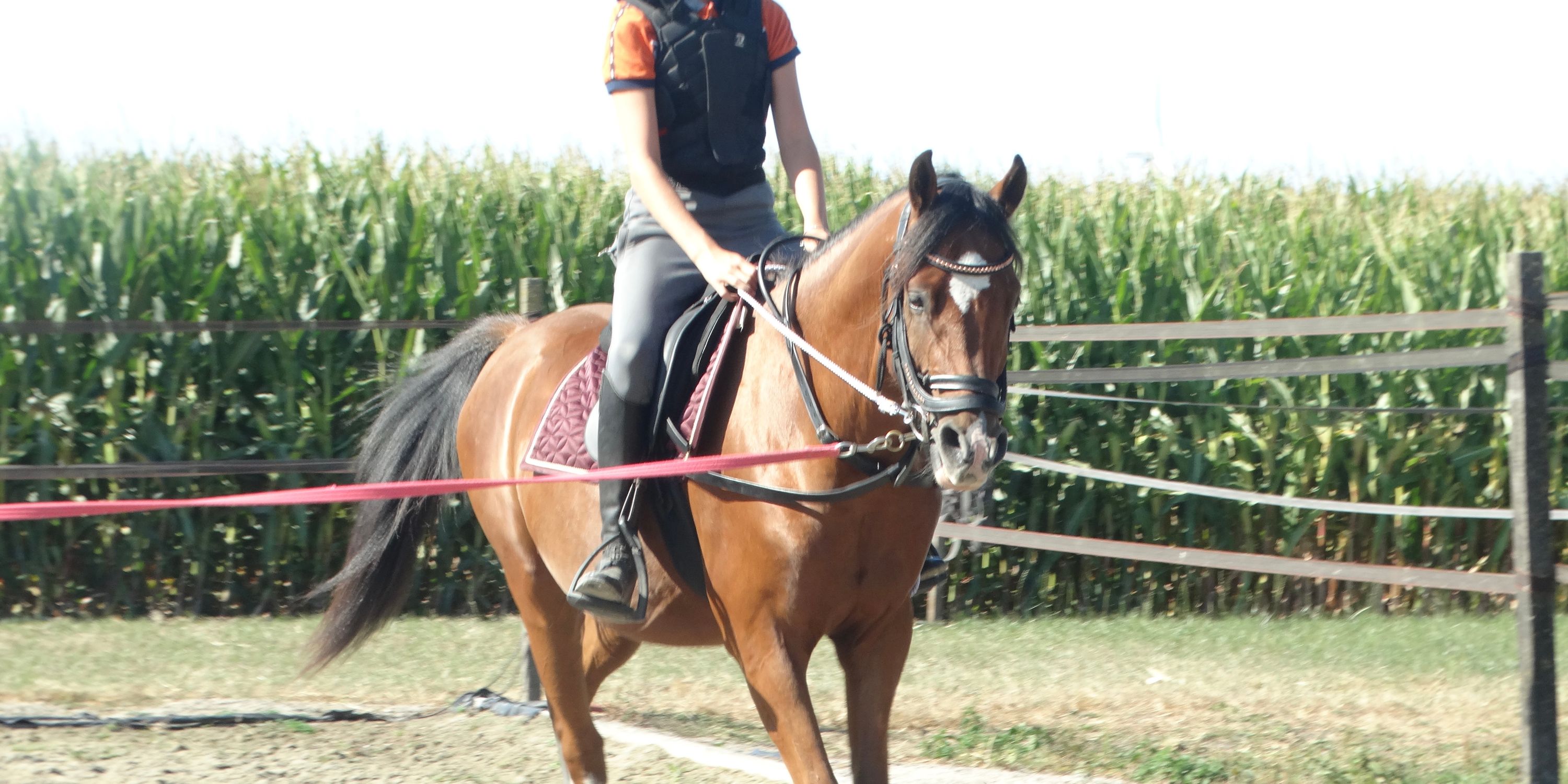 nrps pony ruin 4 Jahre alt bruin zu verkaufen - Foto 4