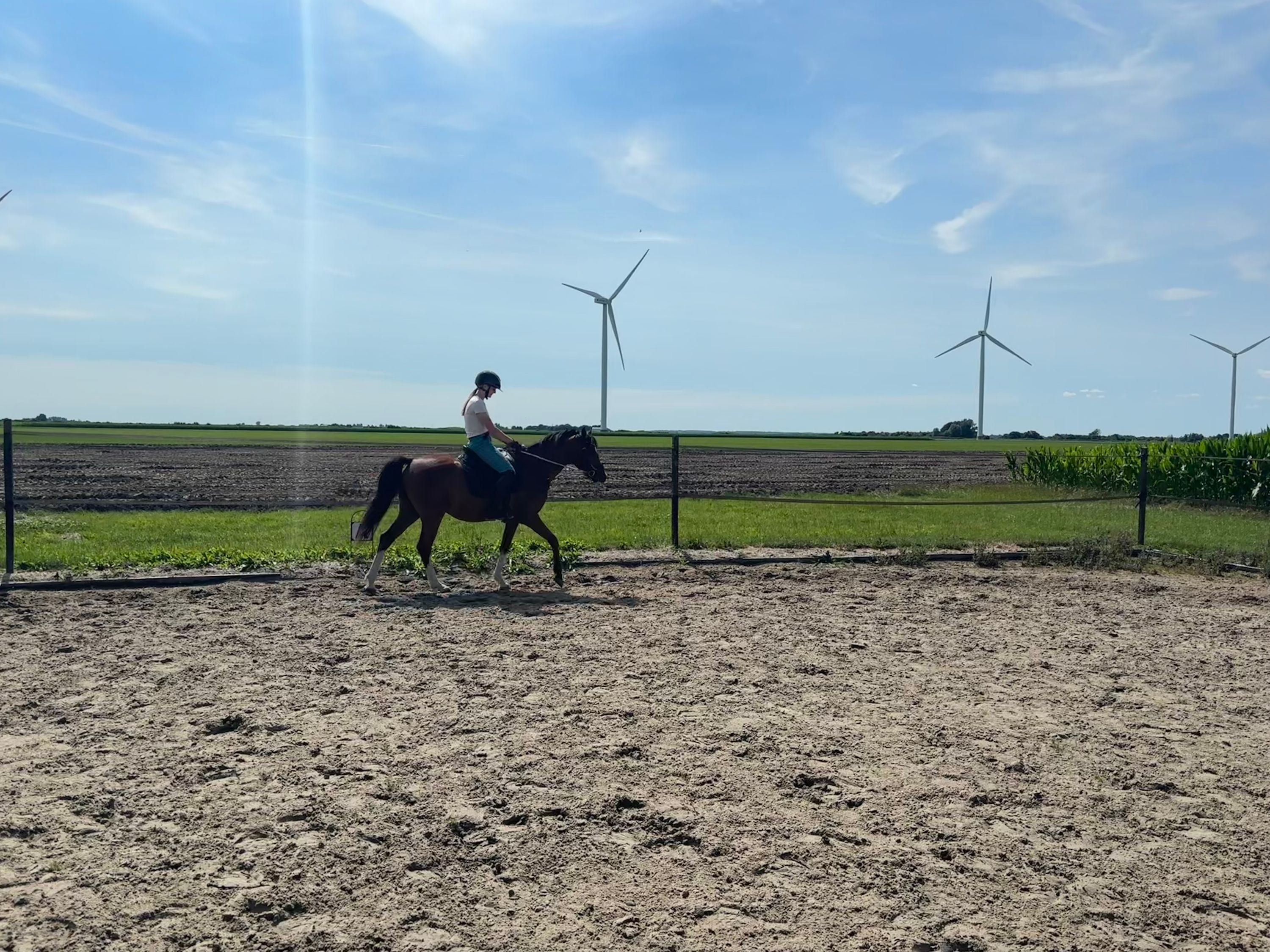 nrps pony ruin 4 Jahre alt bruin zu verkaufen - Foto 3