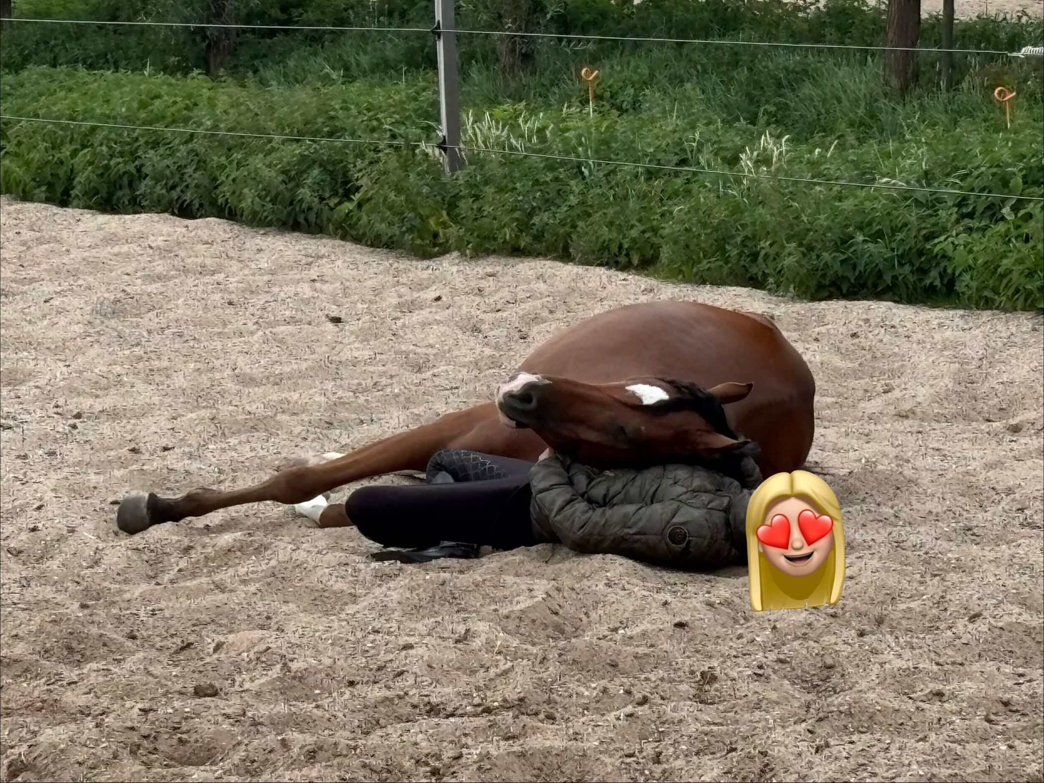 nrps pony ruin 4 Jahre alt bruin zu verkaufen - Foto 2
