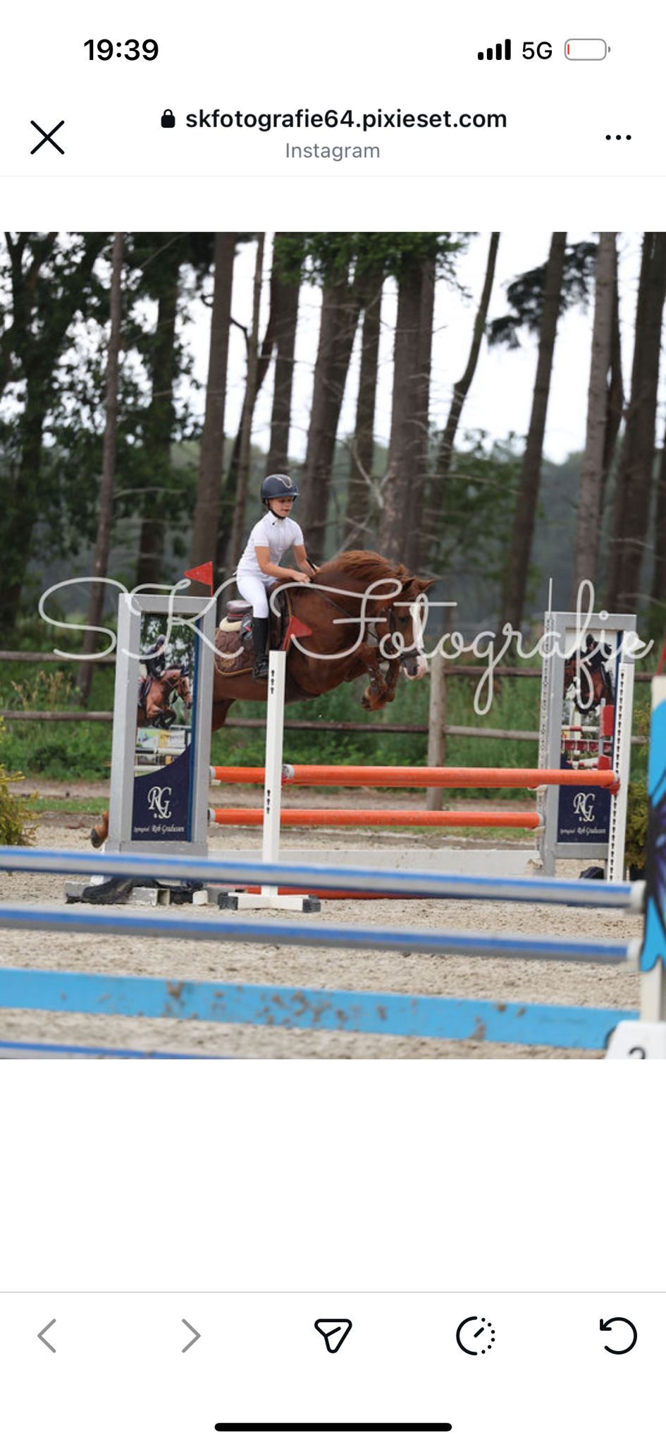 new-forest springpony hengst 4 anos vos à venda - Foto 5