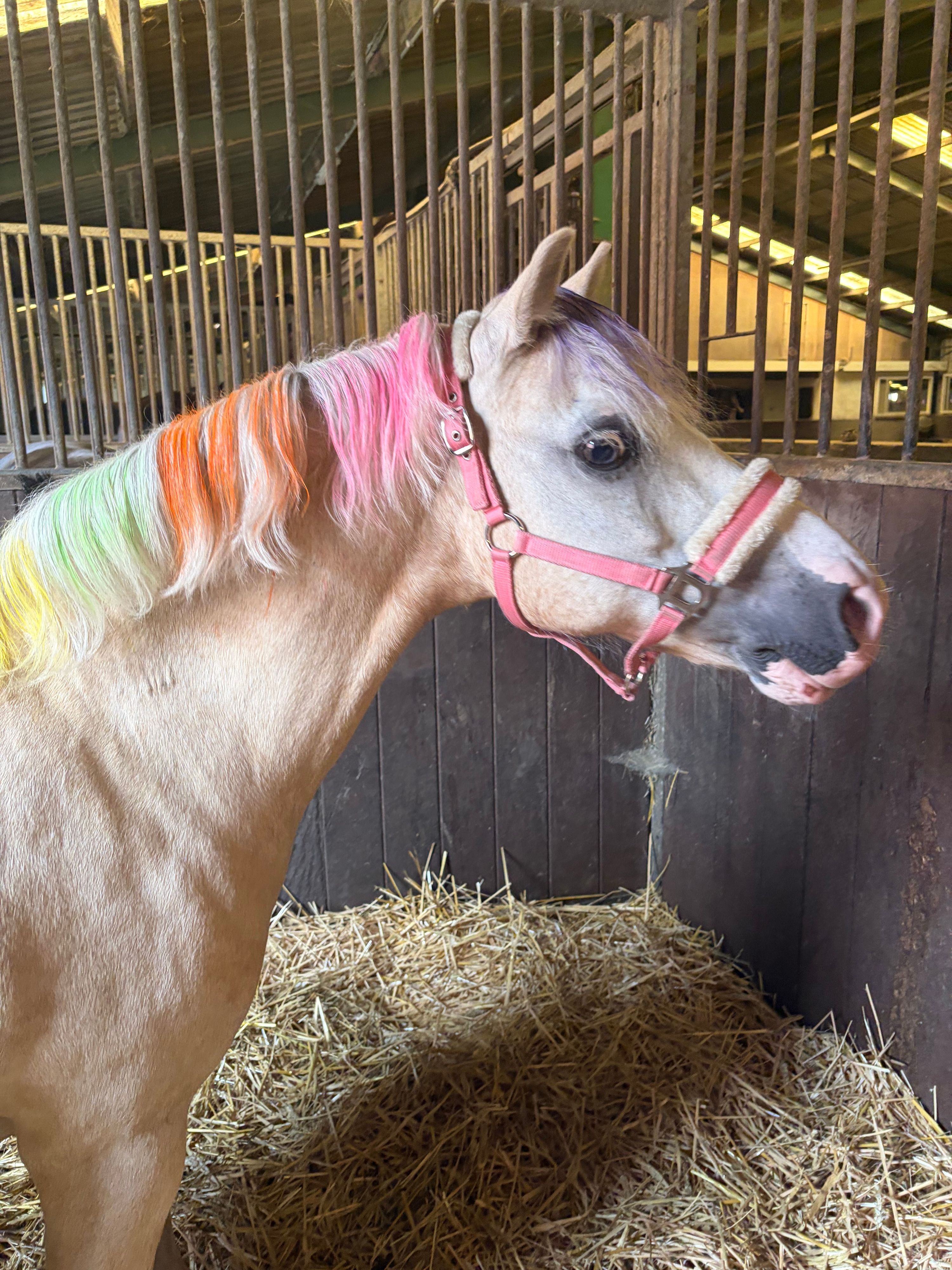 welsh allround-pony ruin 19 anos palomino à venda - Foto 3