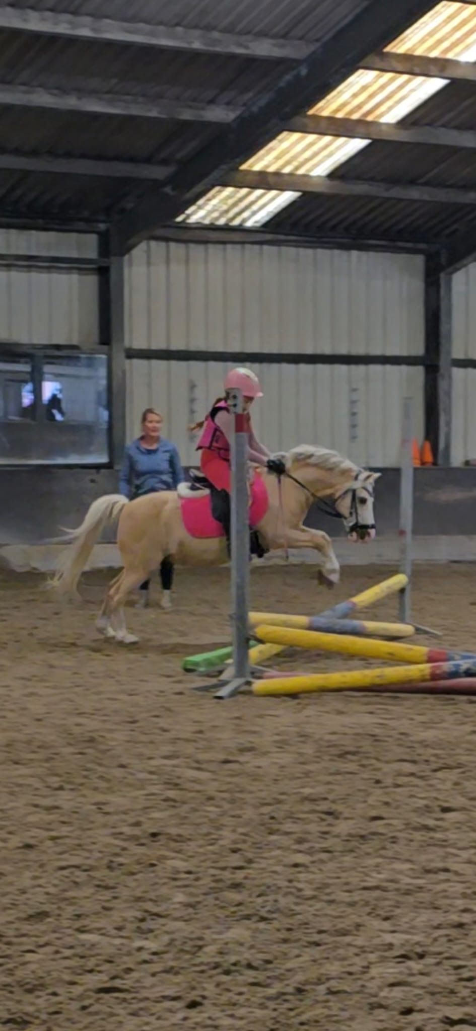 welsh allround-pony ruin 19 anos palomino à venda - Foto 2