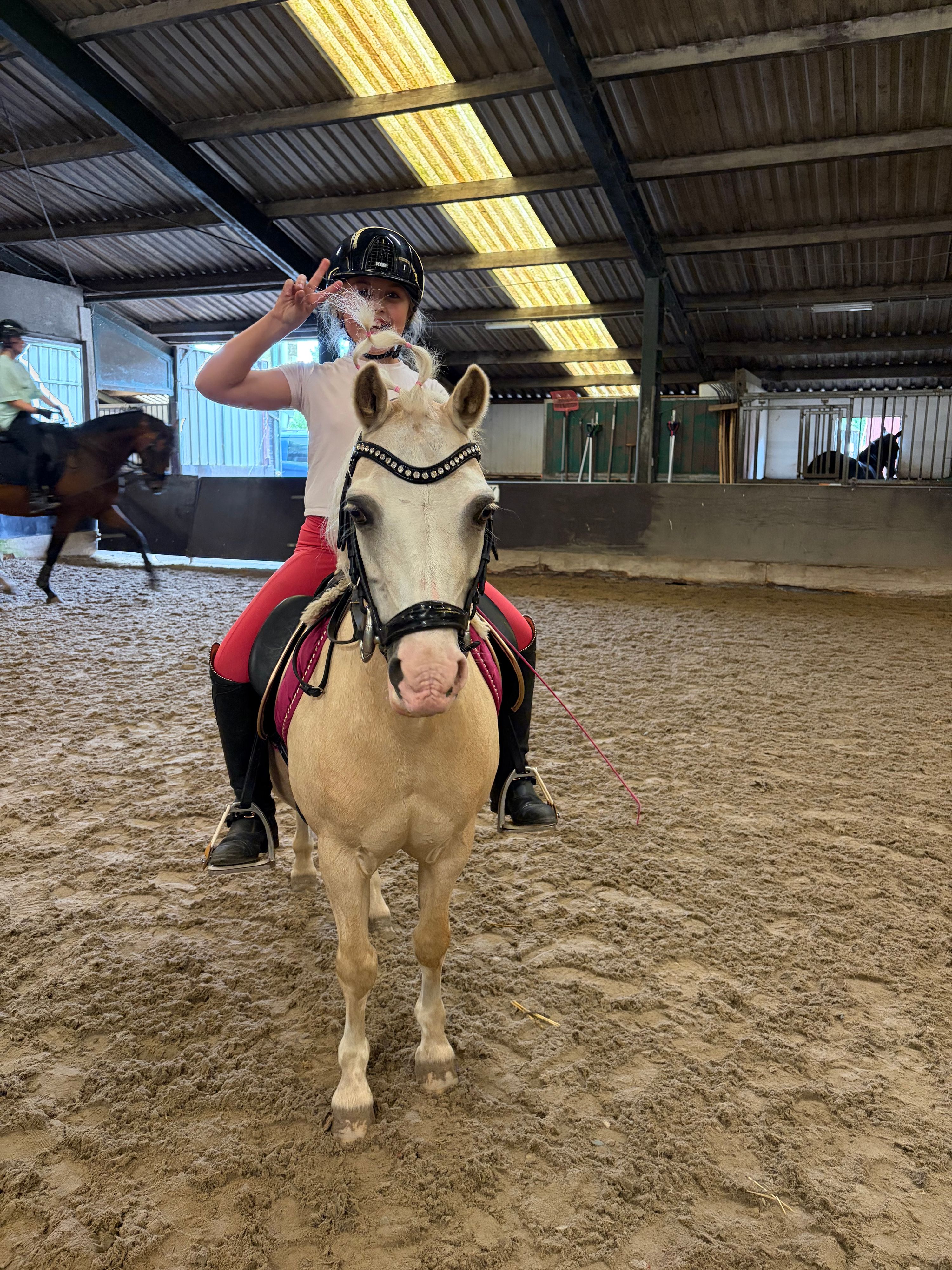 welsh allround-pony ruin 19 anos palomino à venda - Foto 6