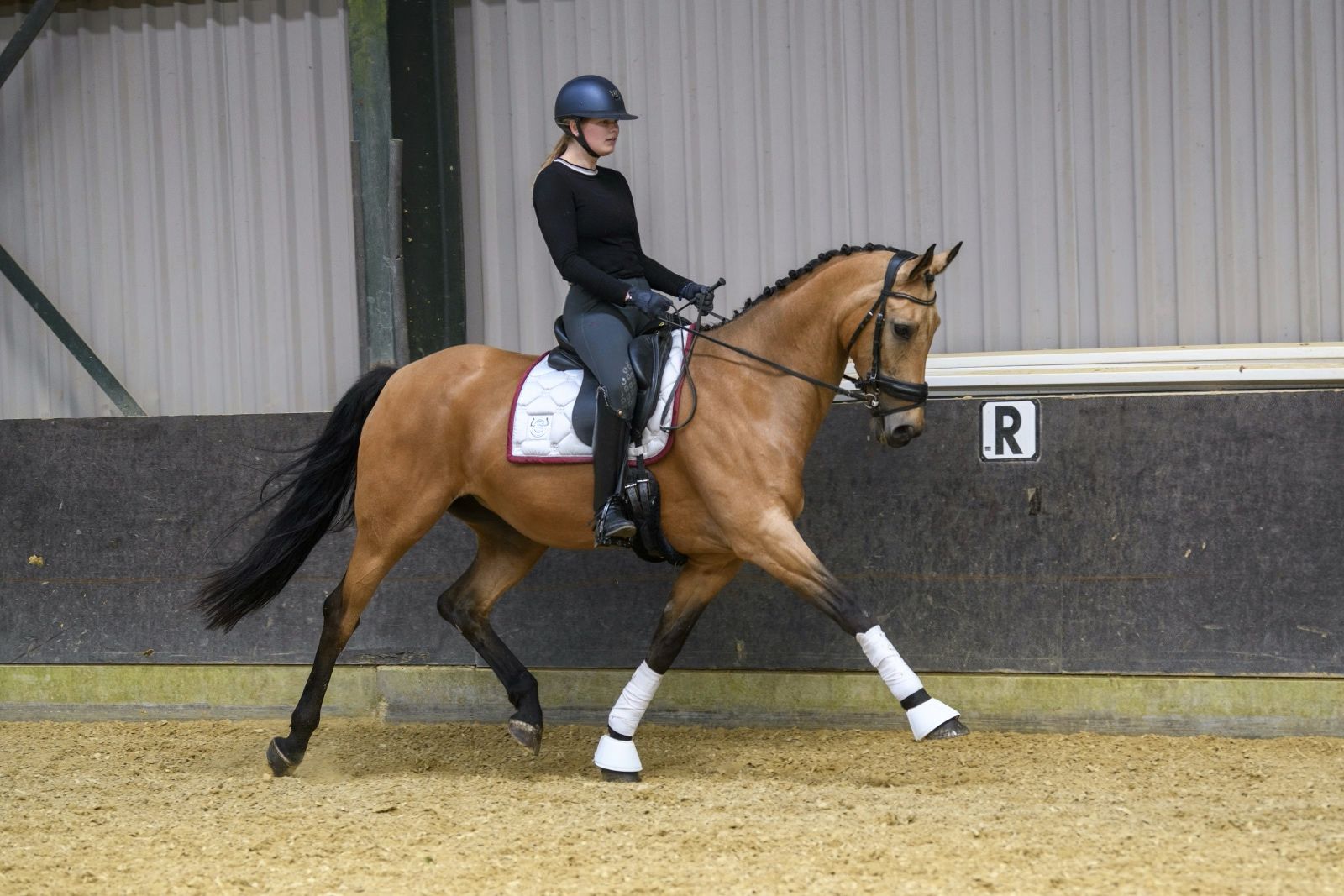 NRPS dressuurpaard Merrie 14 ans andere-kleur à vendre - Photo 4