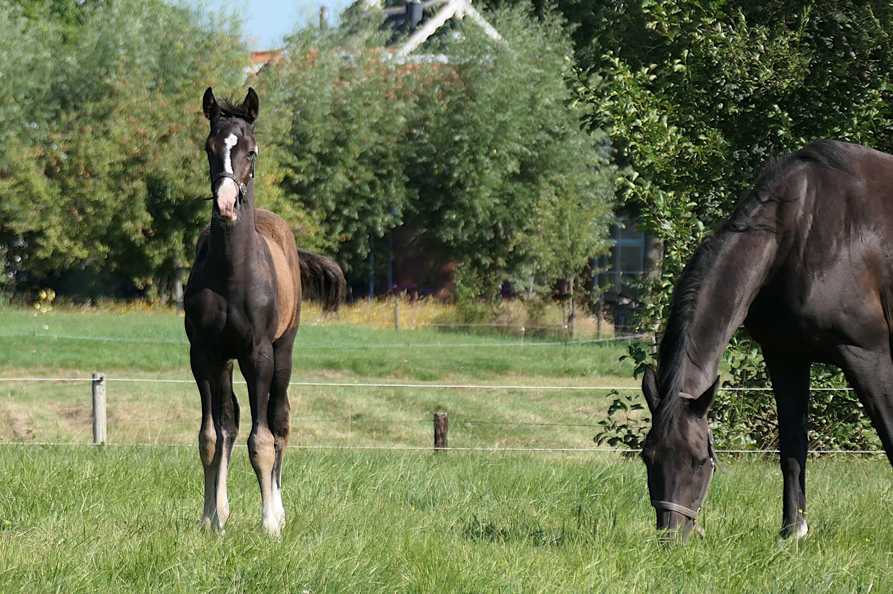Chic seal brown colt out of NMK mare