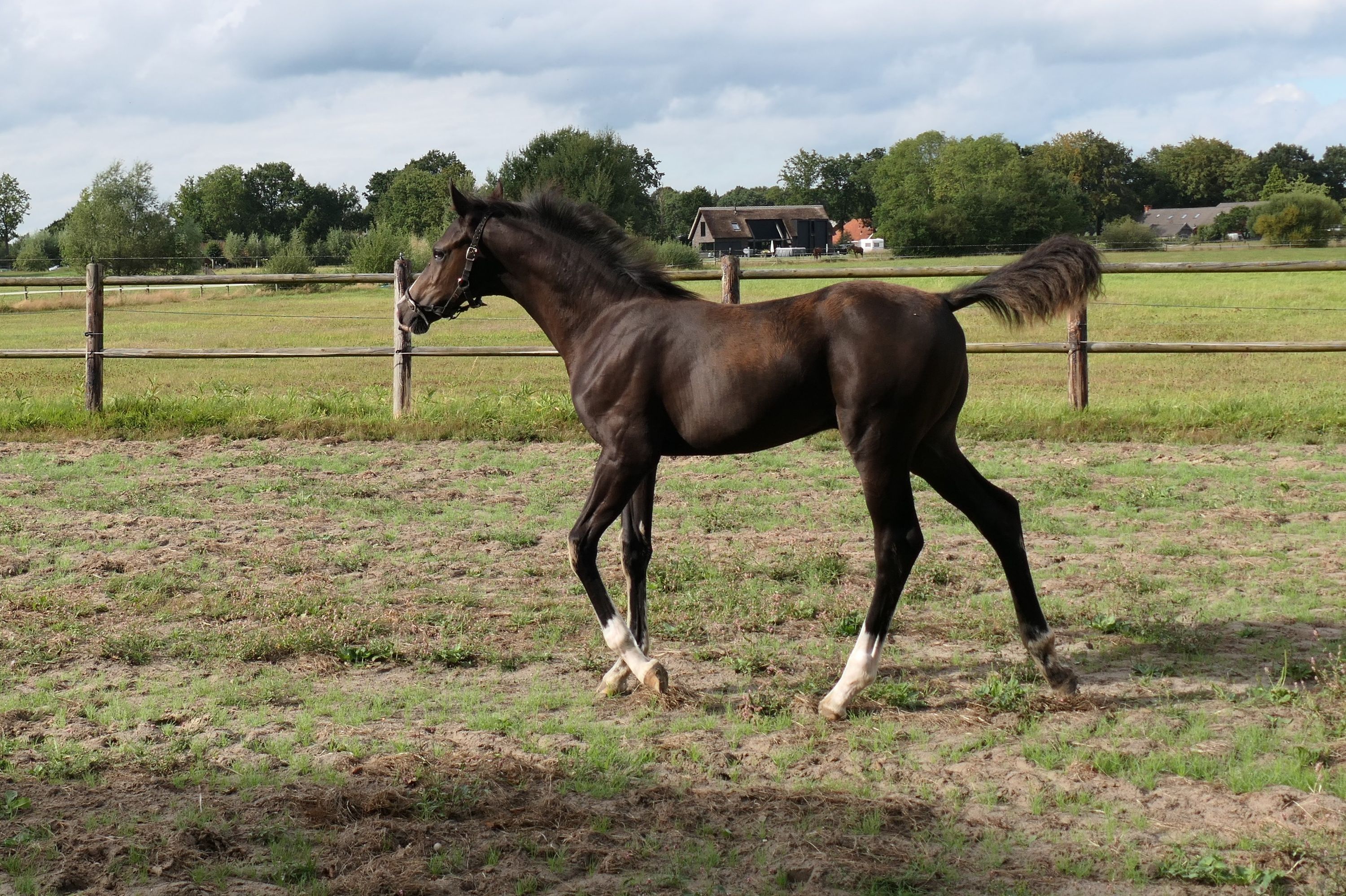 kwpn dressuurpaard hengst 0 years old donkerbruin for sale - Photo 2
