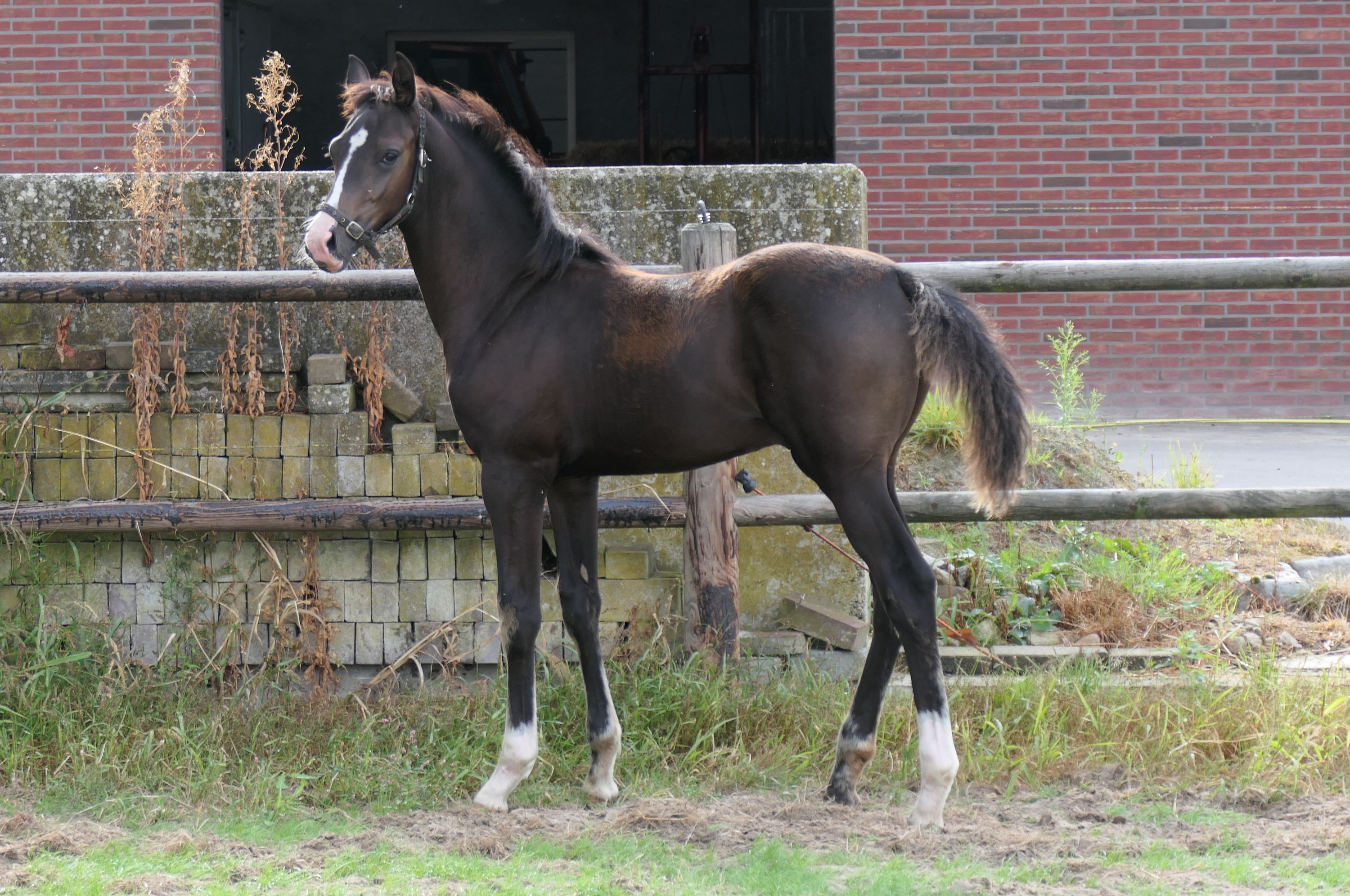 kwpn dressuurpaard hengst 0 years old donkerbruin for sale - Photo 5