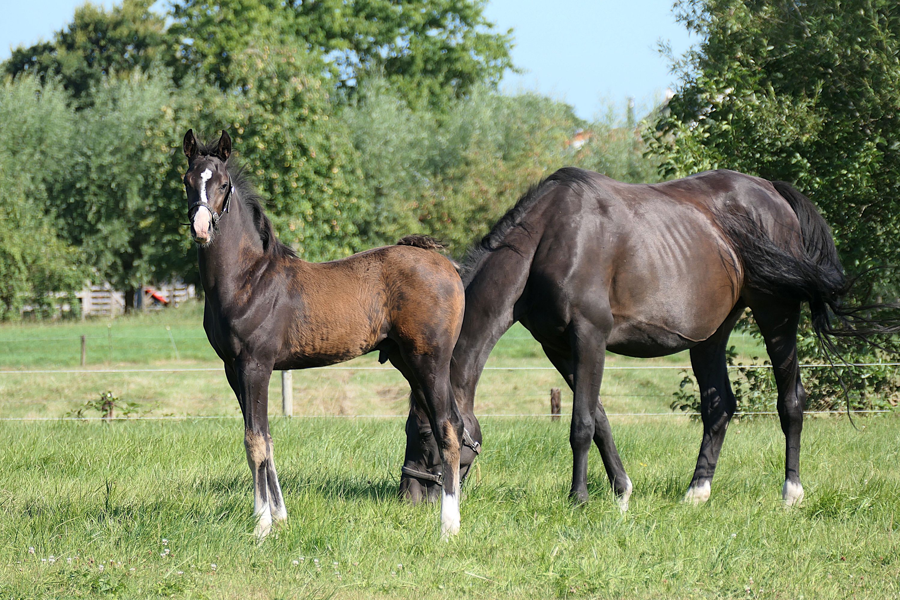 kwpn dressuurpaard hengst 0 years old donkerbruin for sale - Photo 6