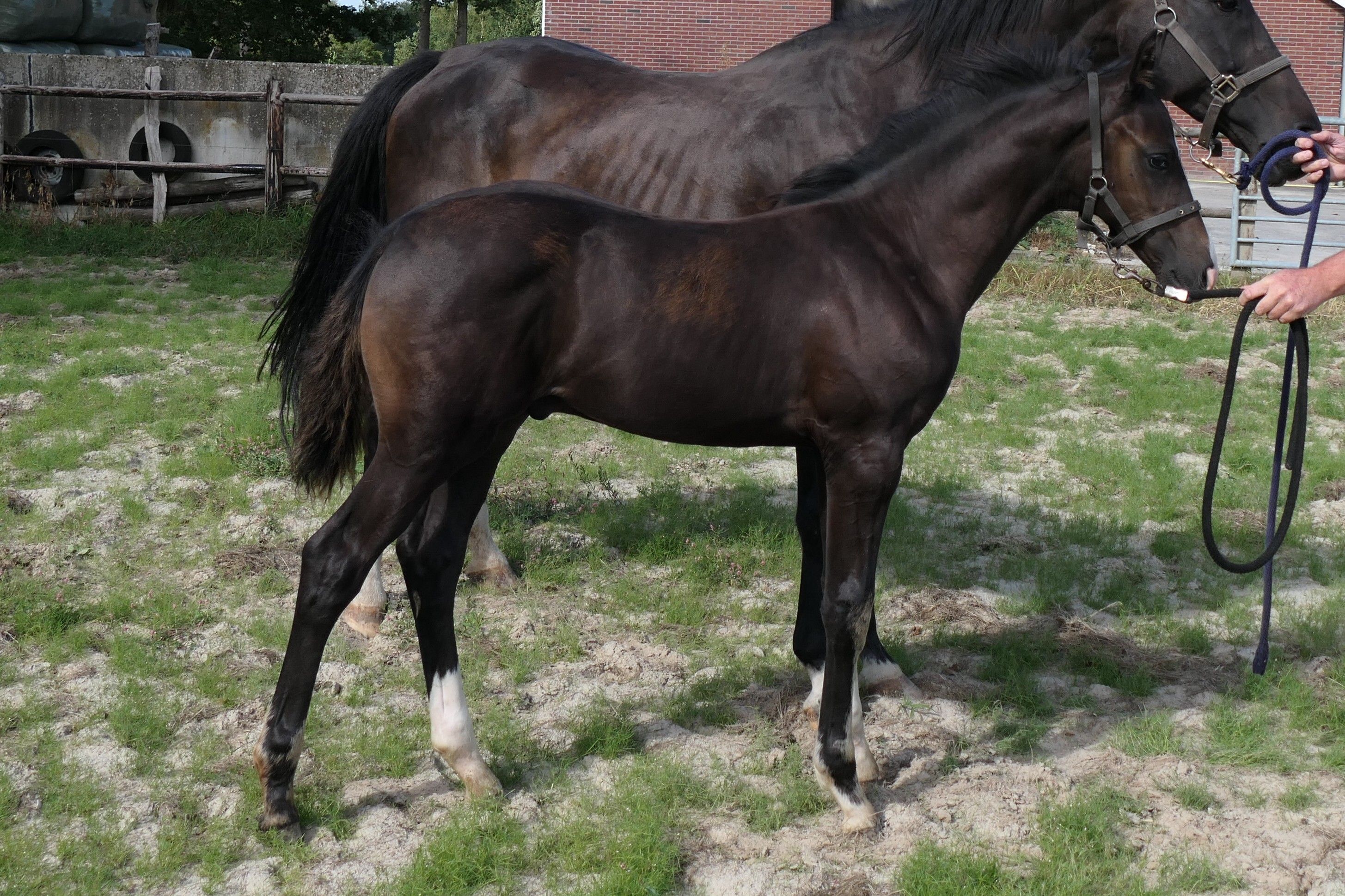 kwpn dressuurpaard hengst 0 years old donkerbruin for sale - Photo 3