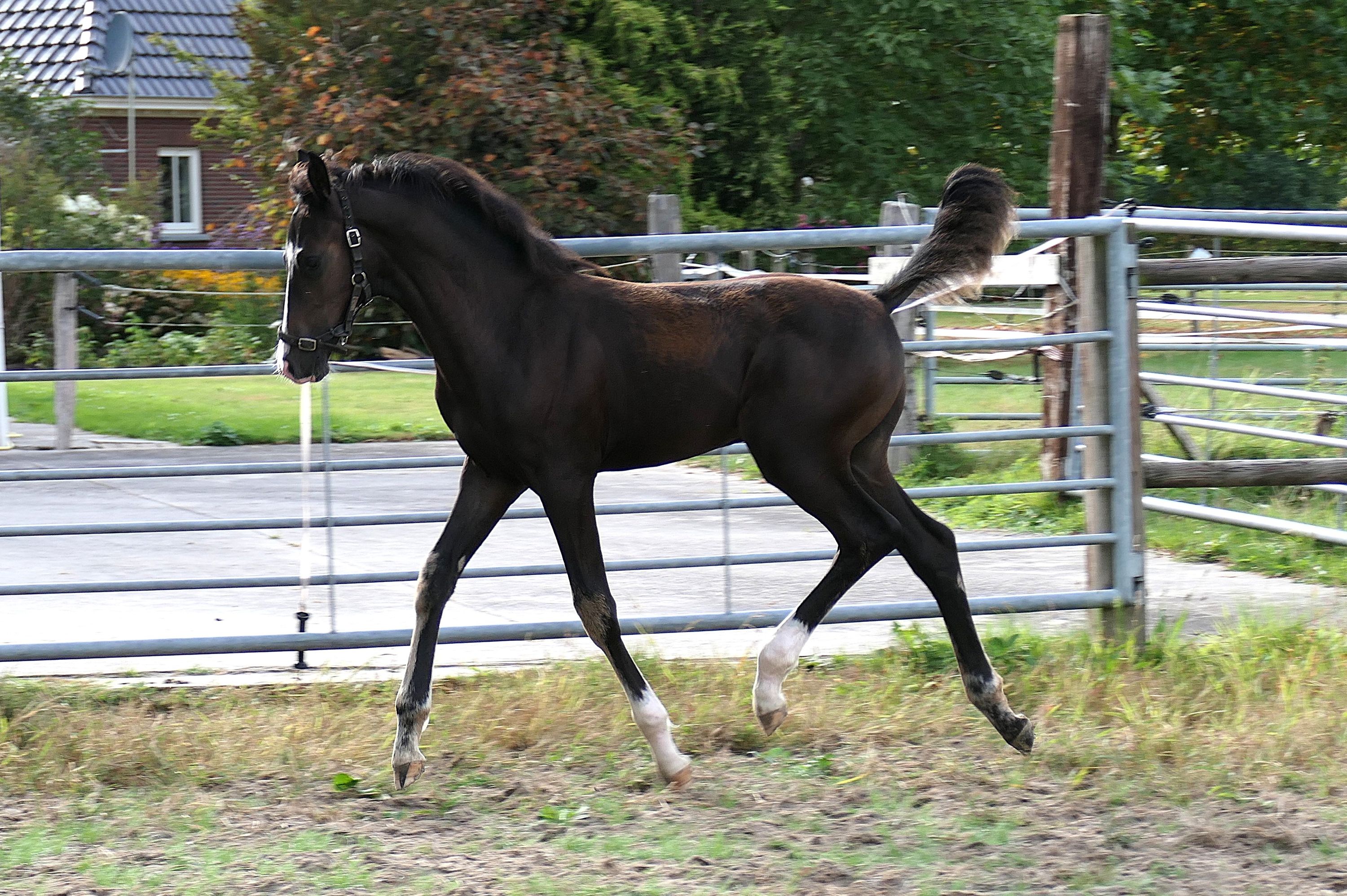 kwpn dressuurpaard hengst 0 years old donkerbruin for sale - Photo 4