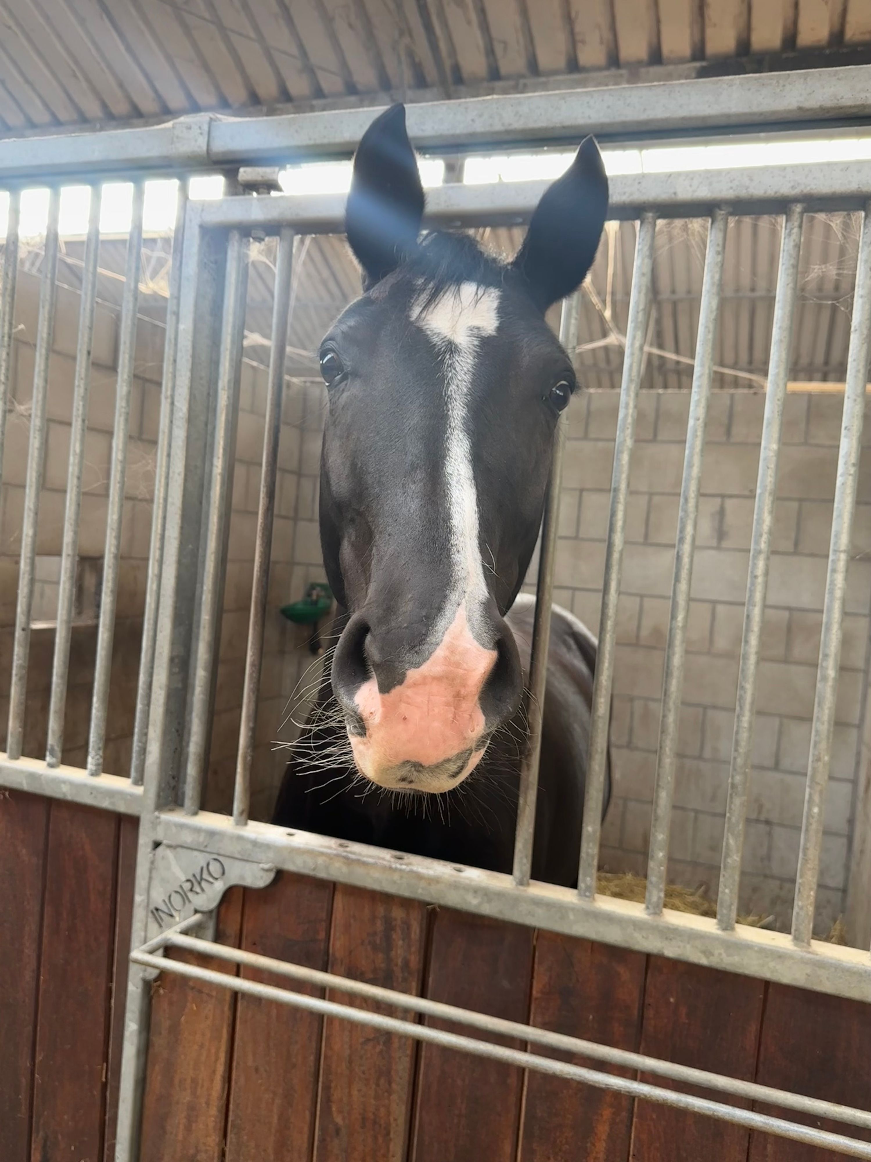 kwpn dressuurpaard merrie 4 anos zwart à venda - Foto 6