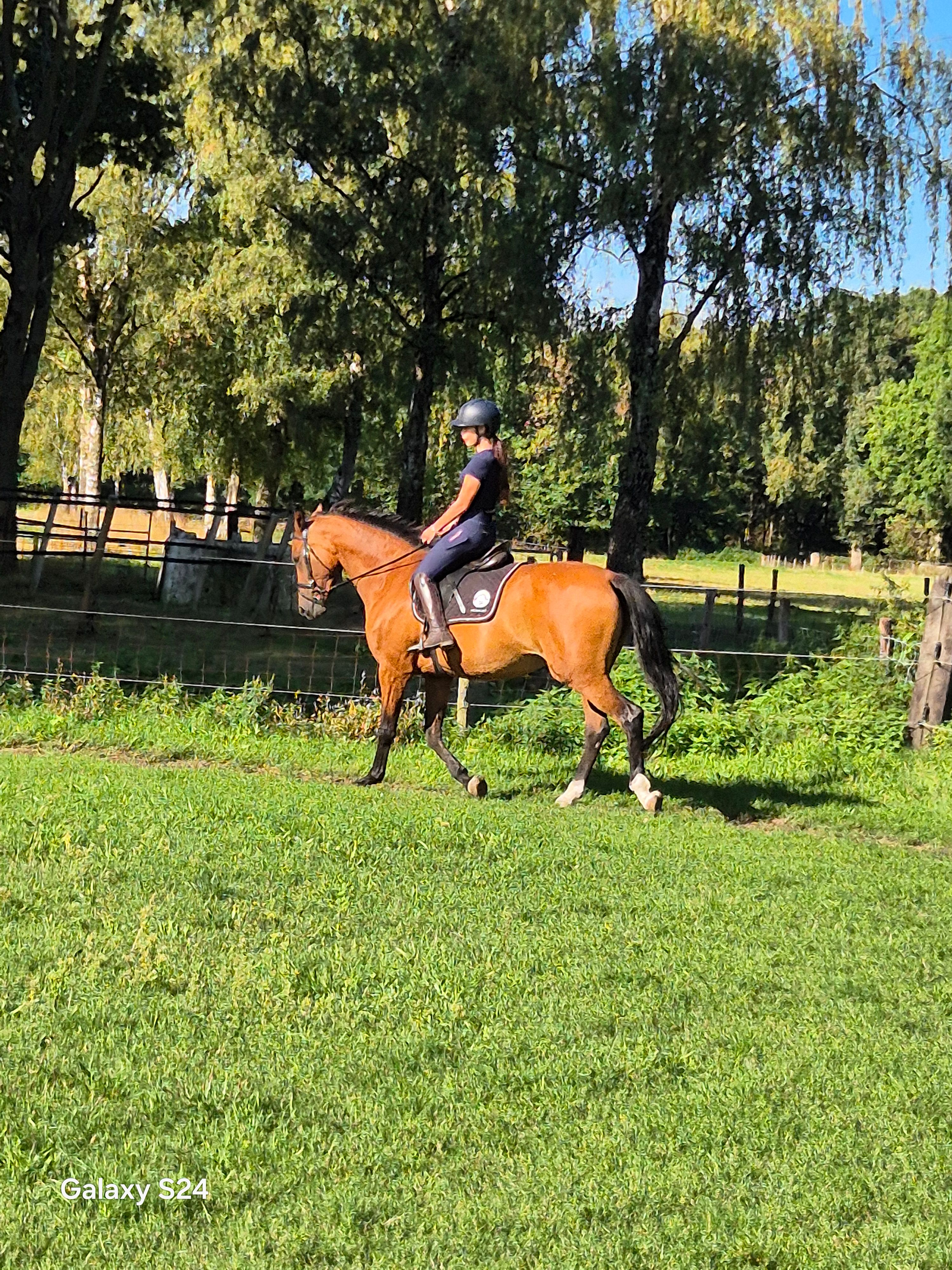 Leisure / family horse
