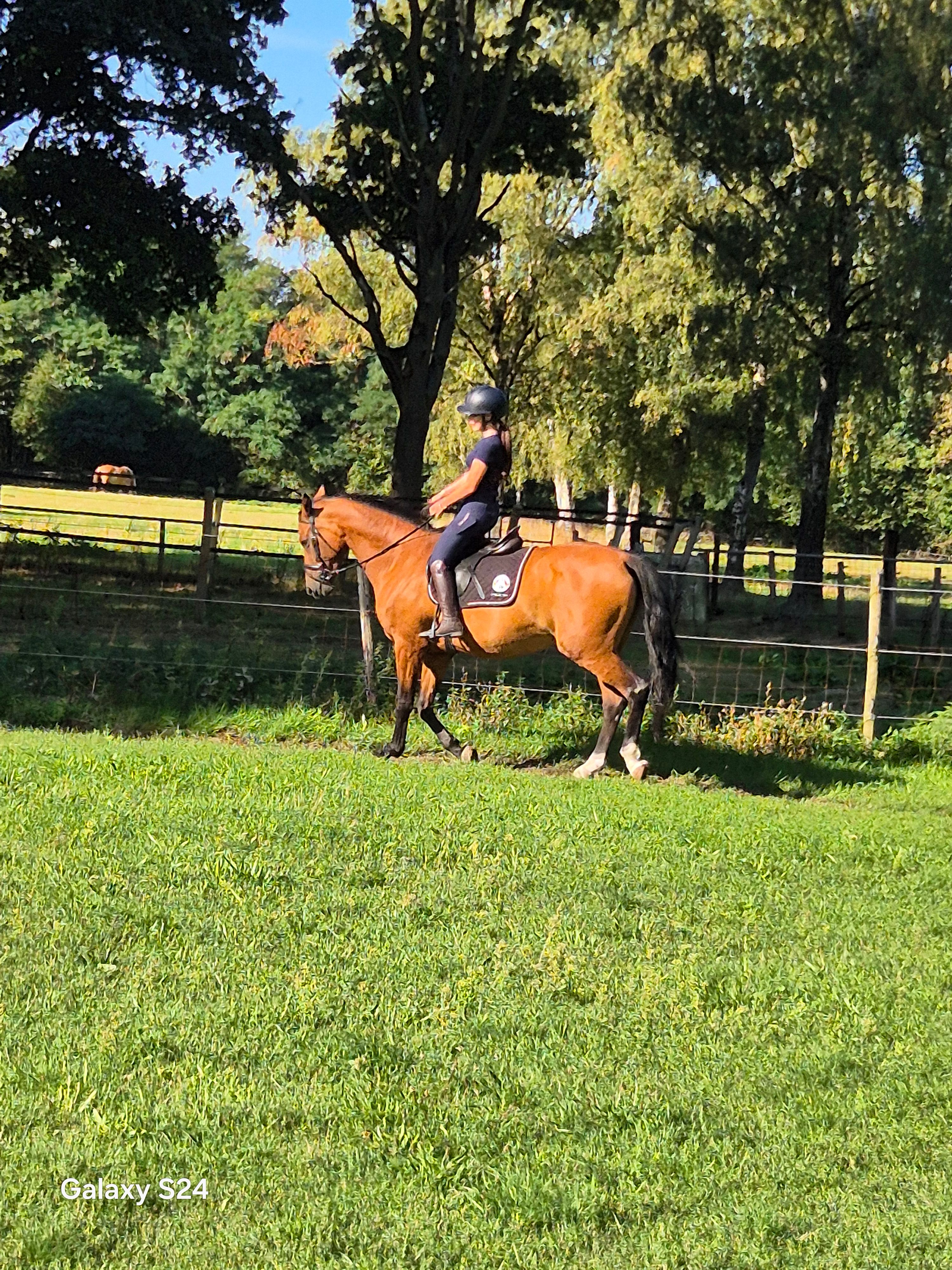 kwpn recreatie-paard merrie 11 lat bruin na sprzedaż - Zdjęcie 2