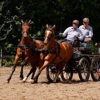 kwpn recreatie-paard merrie 11 lat bruin na sprzedaż - Zdjęcie 4