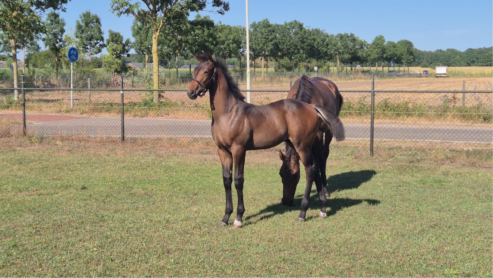 kwpn dressuurpaard hengst 0 anos donkerbruin à venda - Foto 2