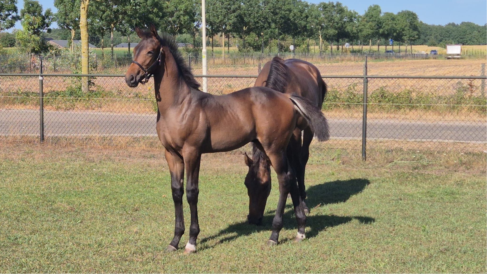 kwpn dressuurpaard hengst 0 anos donkerbruin à venda - Foto 3