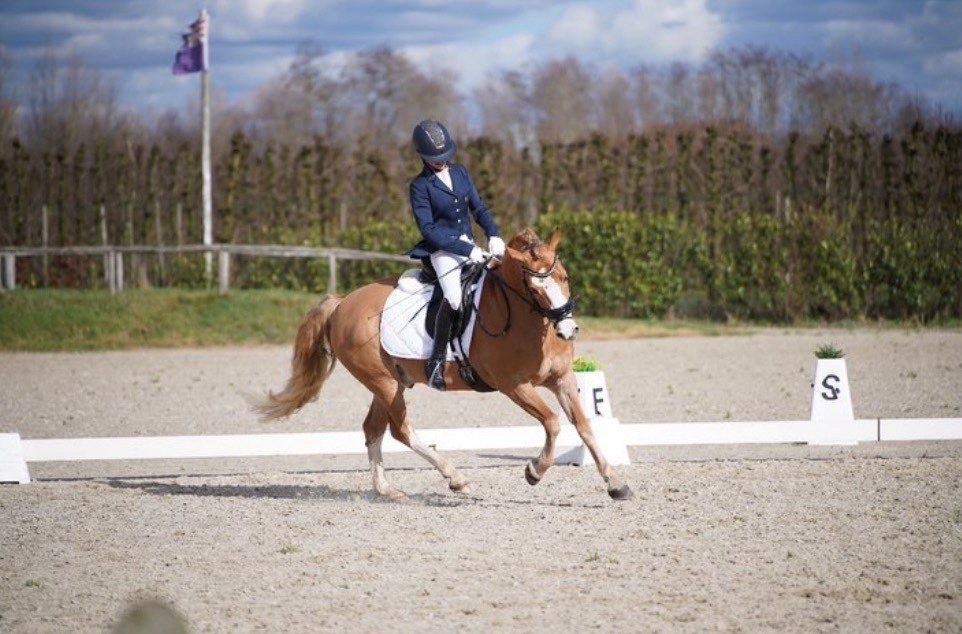 Adorable hongre poney D à vendre – Barnie Van De Lohöfte