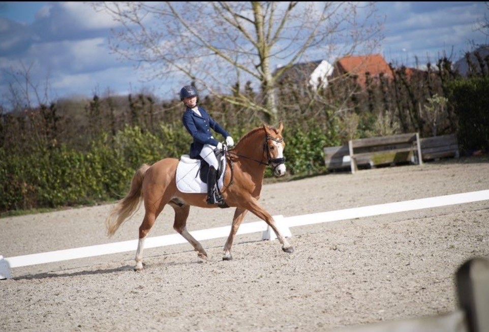 ander dressuurpony ruin 8 ans vos à vendre - Photo 2